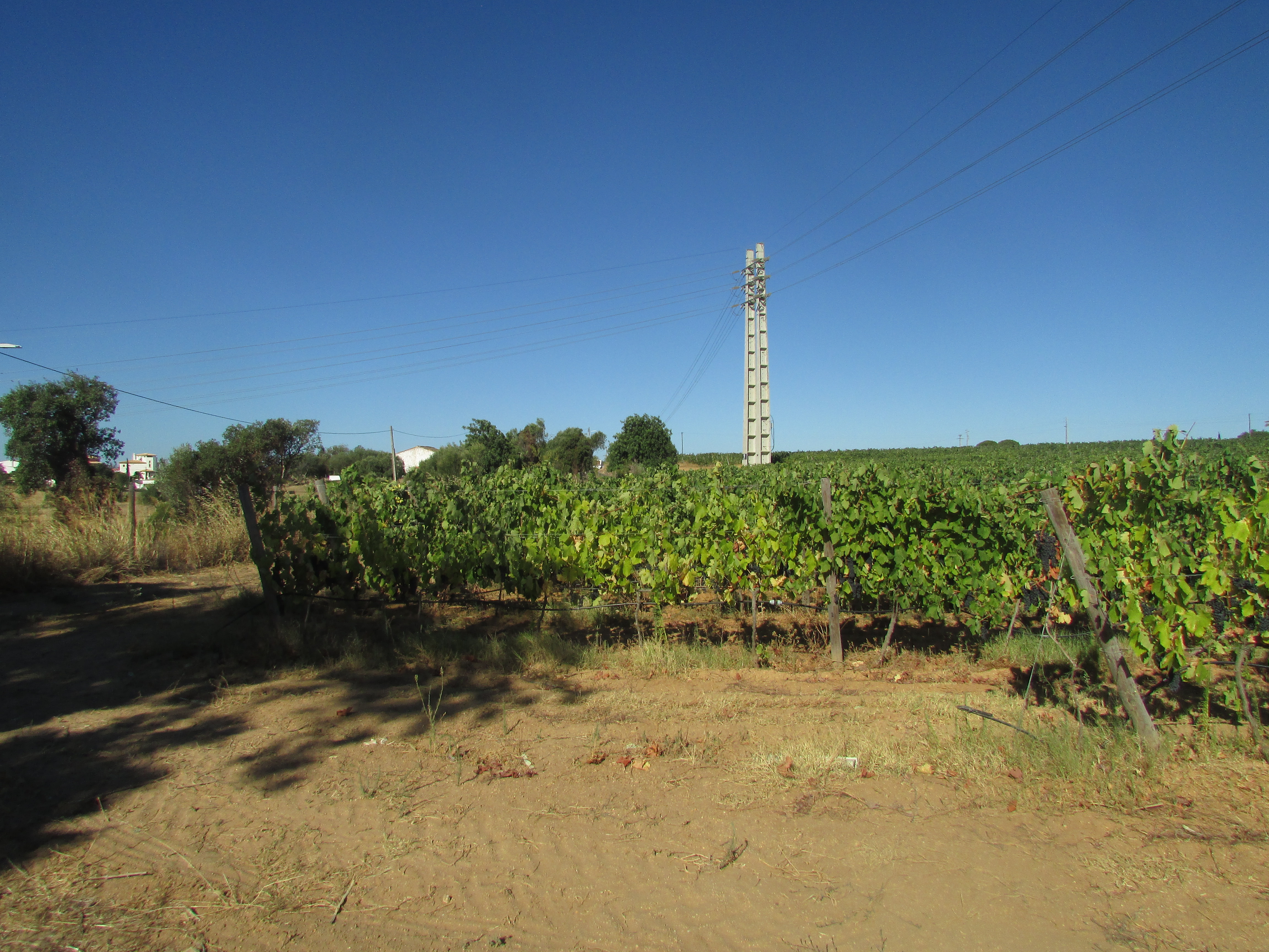 Vigneto a Algarve, Portogallo