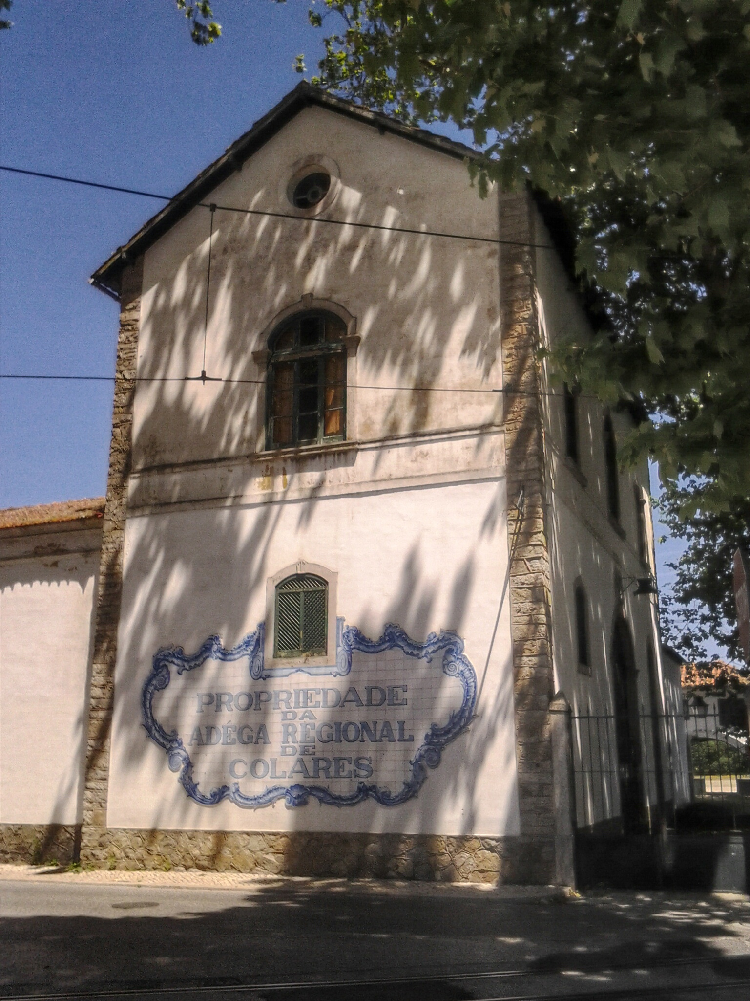 Vigneto a Colares, Portogallo