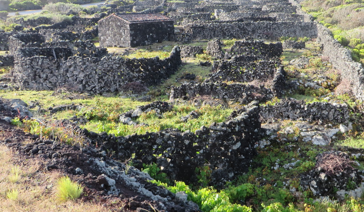 Vigneto a Dao, Portogallo