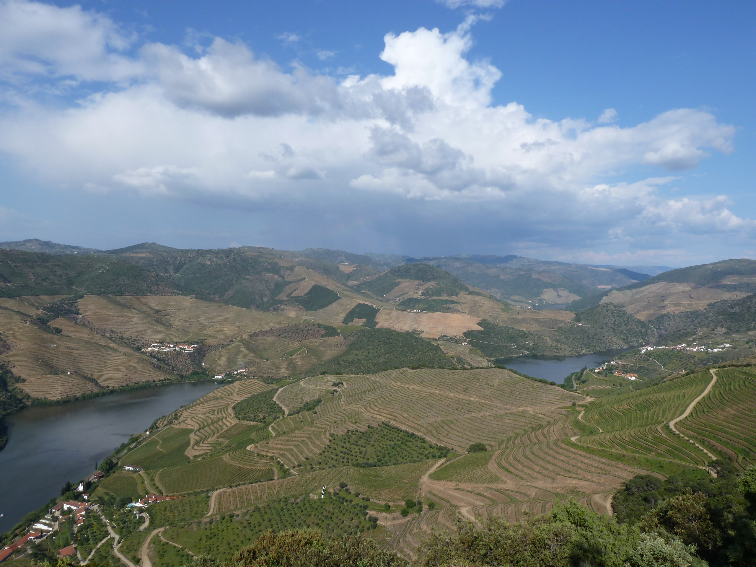 Vigneto a Douro, Portogallo