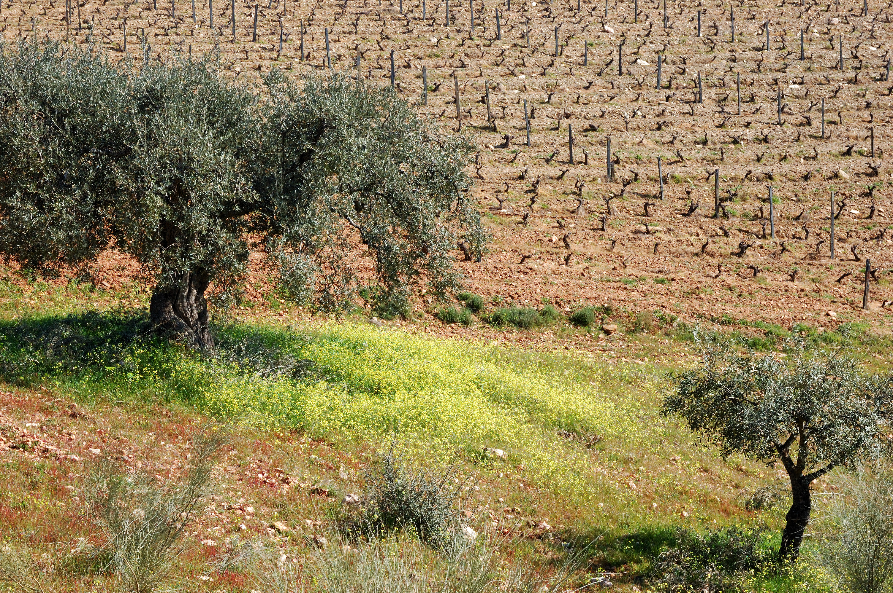 Vigneto a Tras-os-Montes, Portogallo