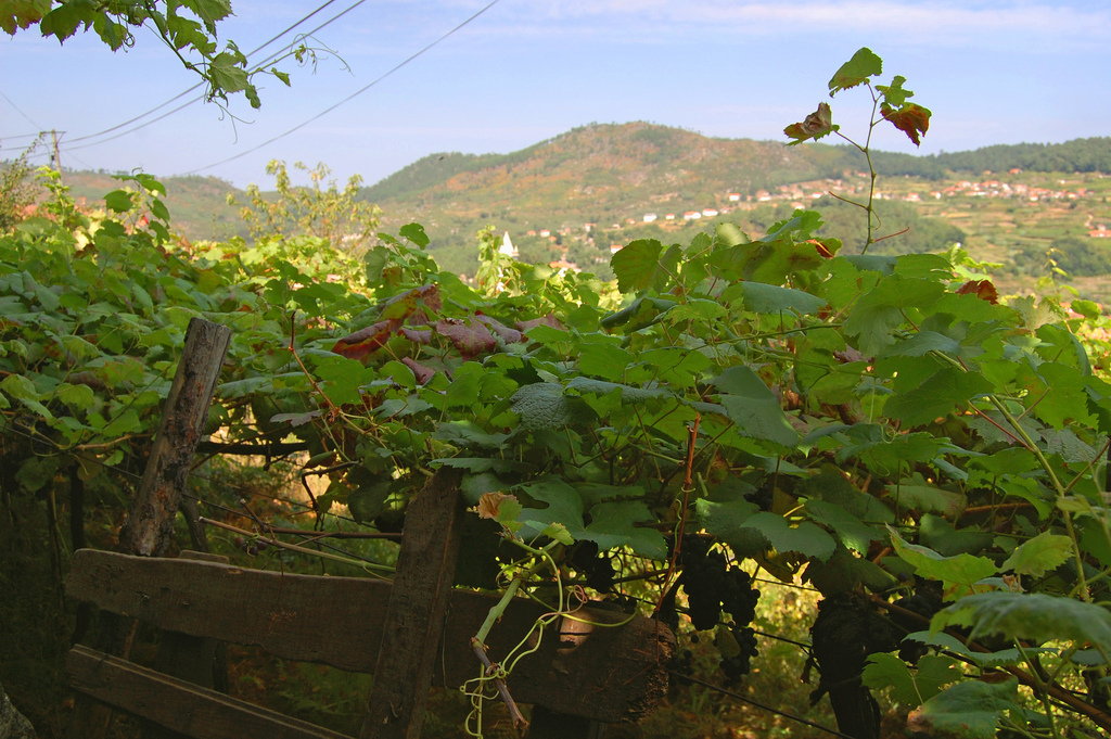 Vigneto a Vinho Verde, Portogallo