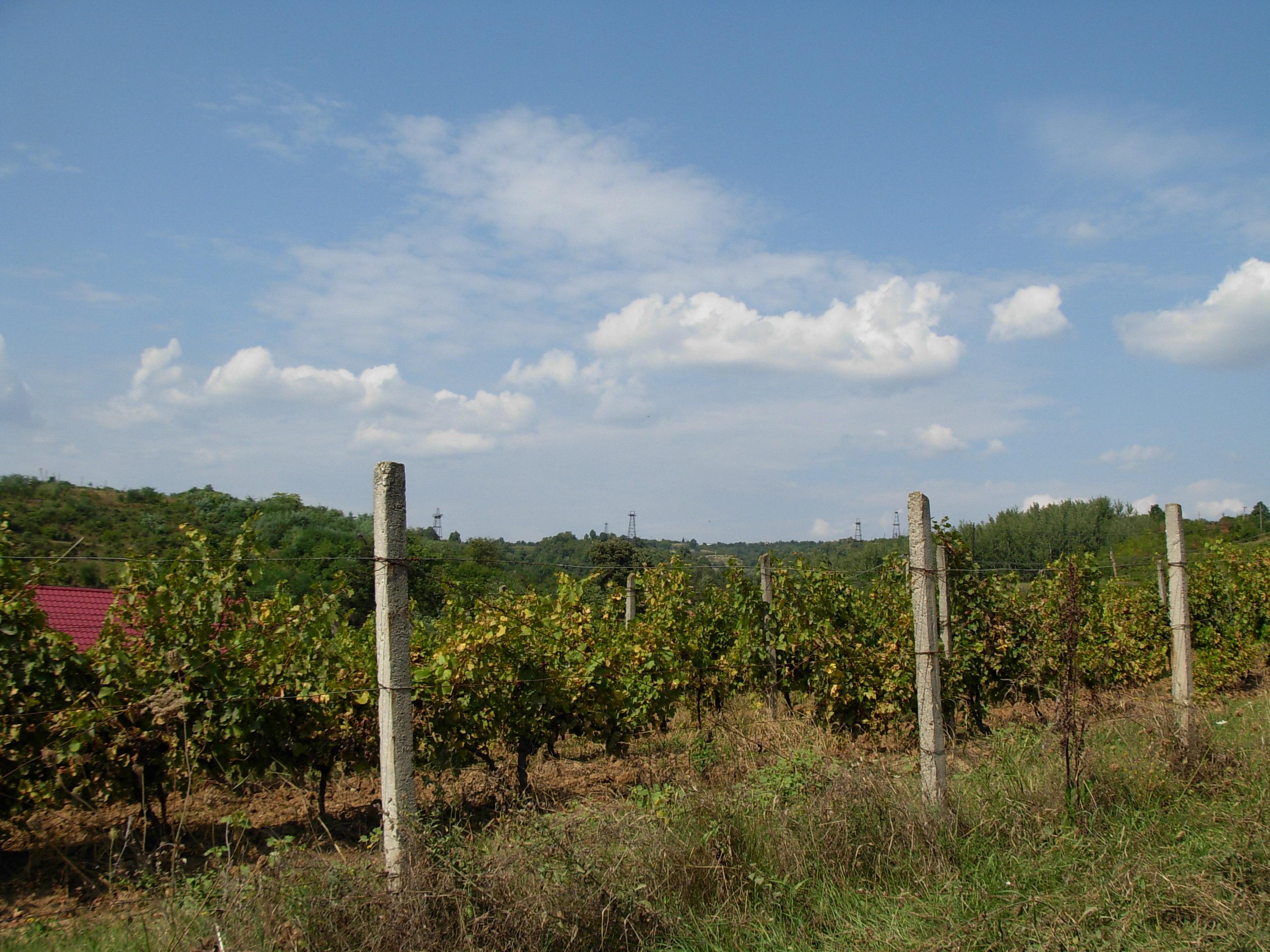 Vigneto a Moldavia (Romania), Romania