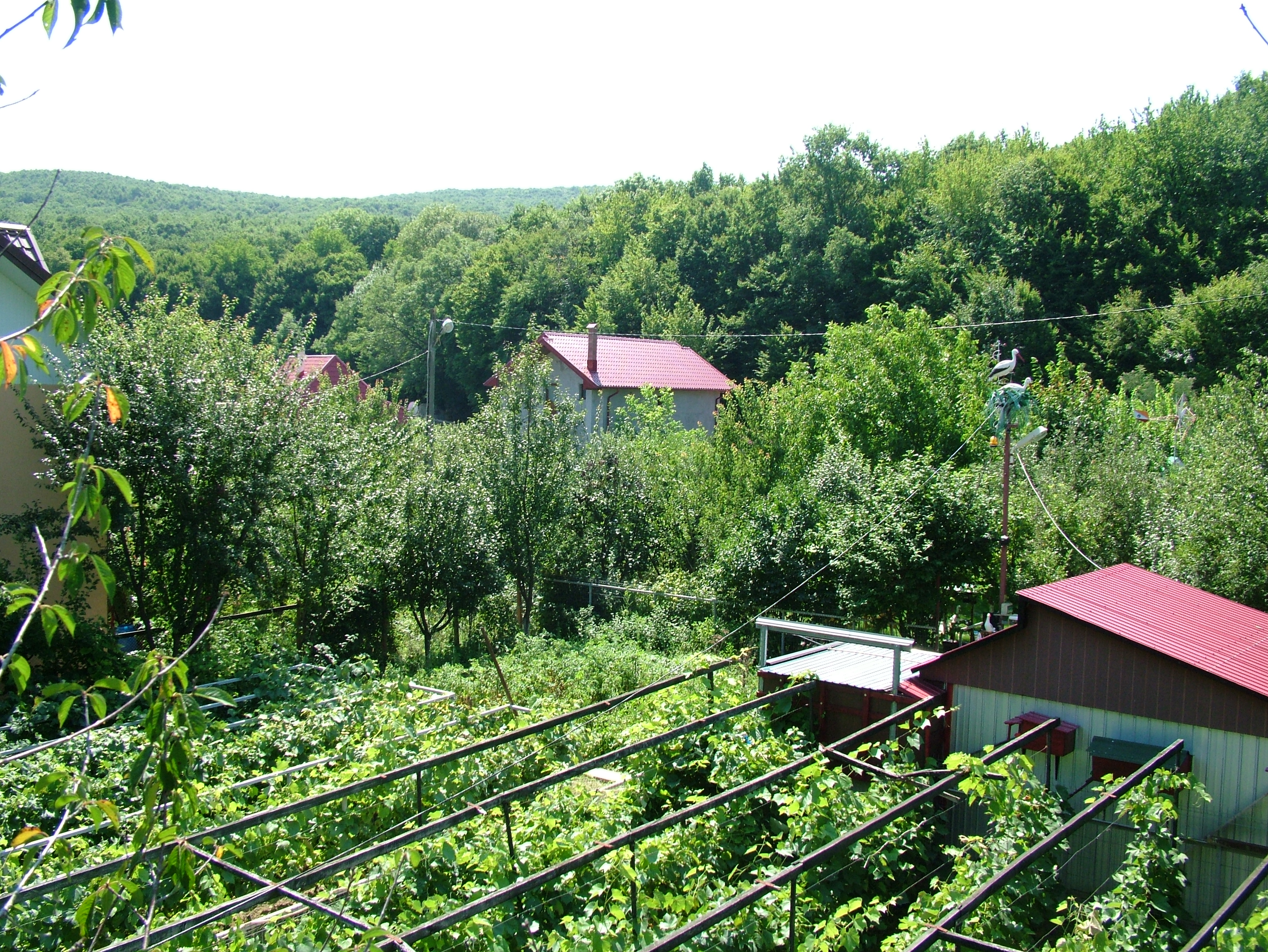 Vigneto a Muntenia, Romania