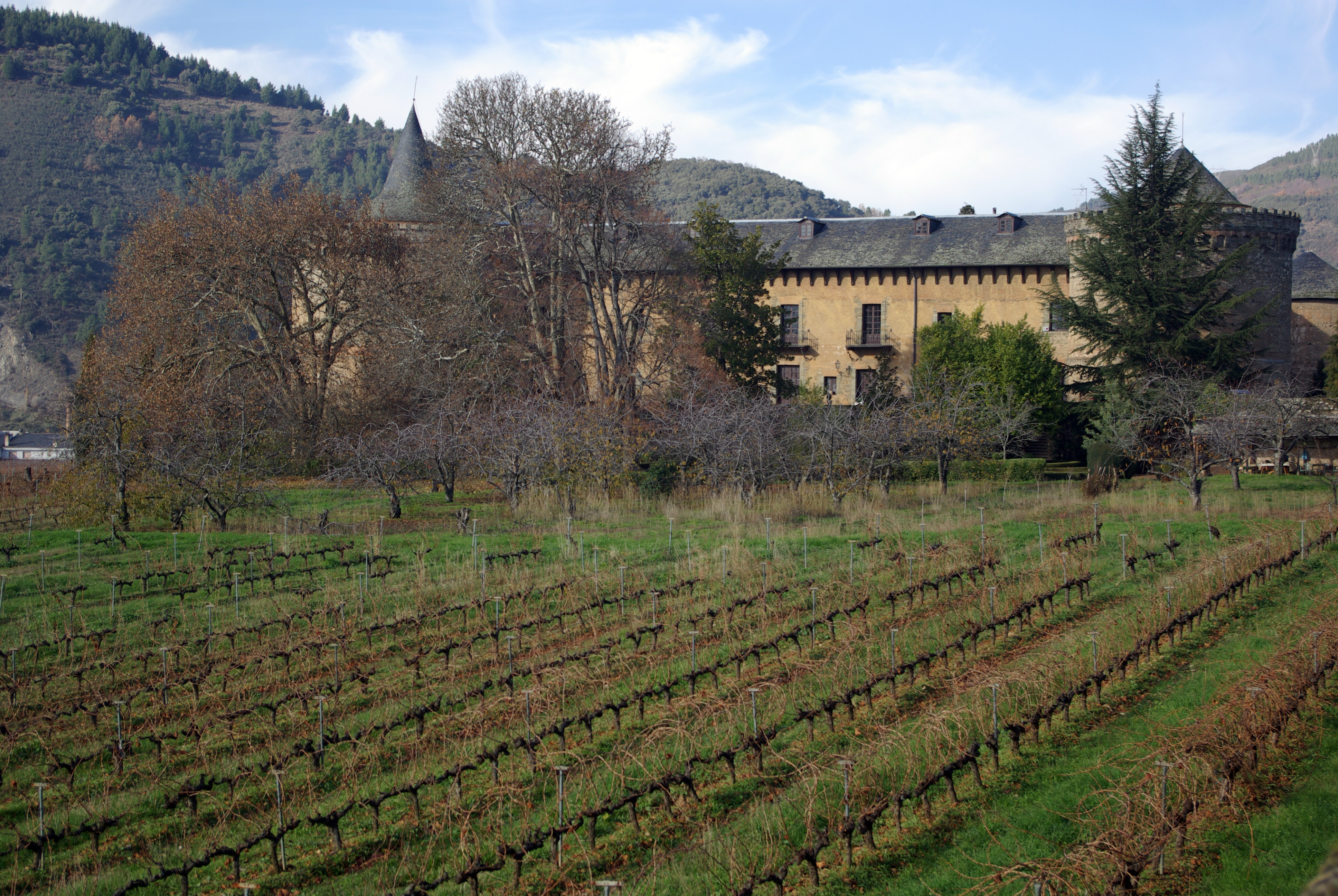 Vigneto a Bierzo, Spagna