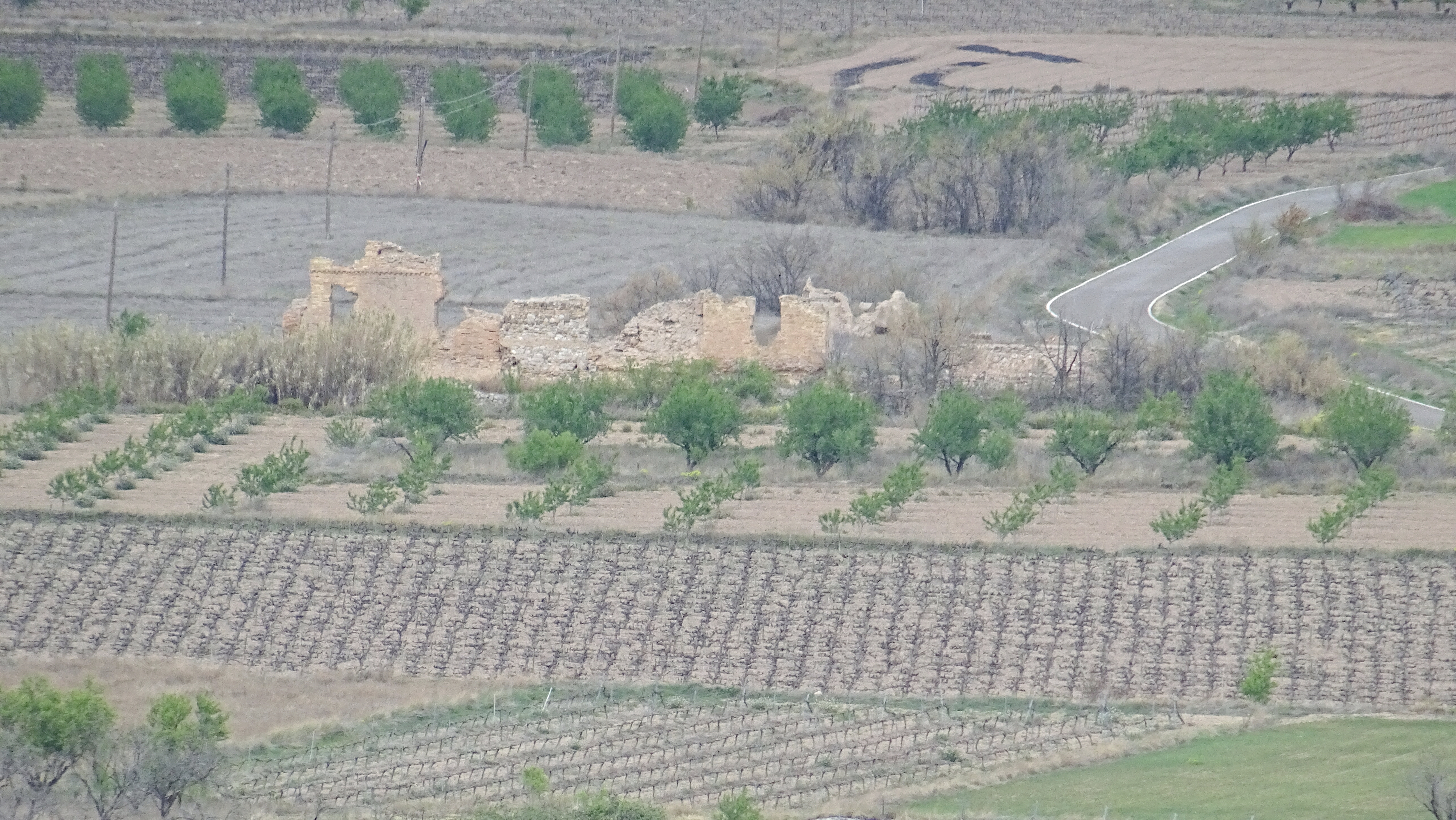 Vigneto a Campo de Borja, Spagna