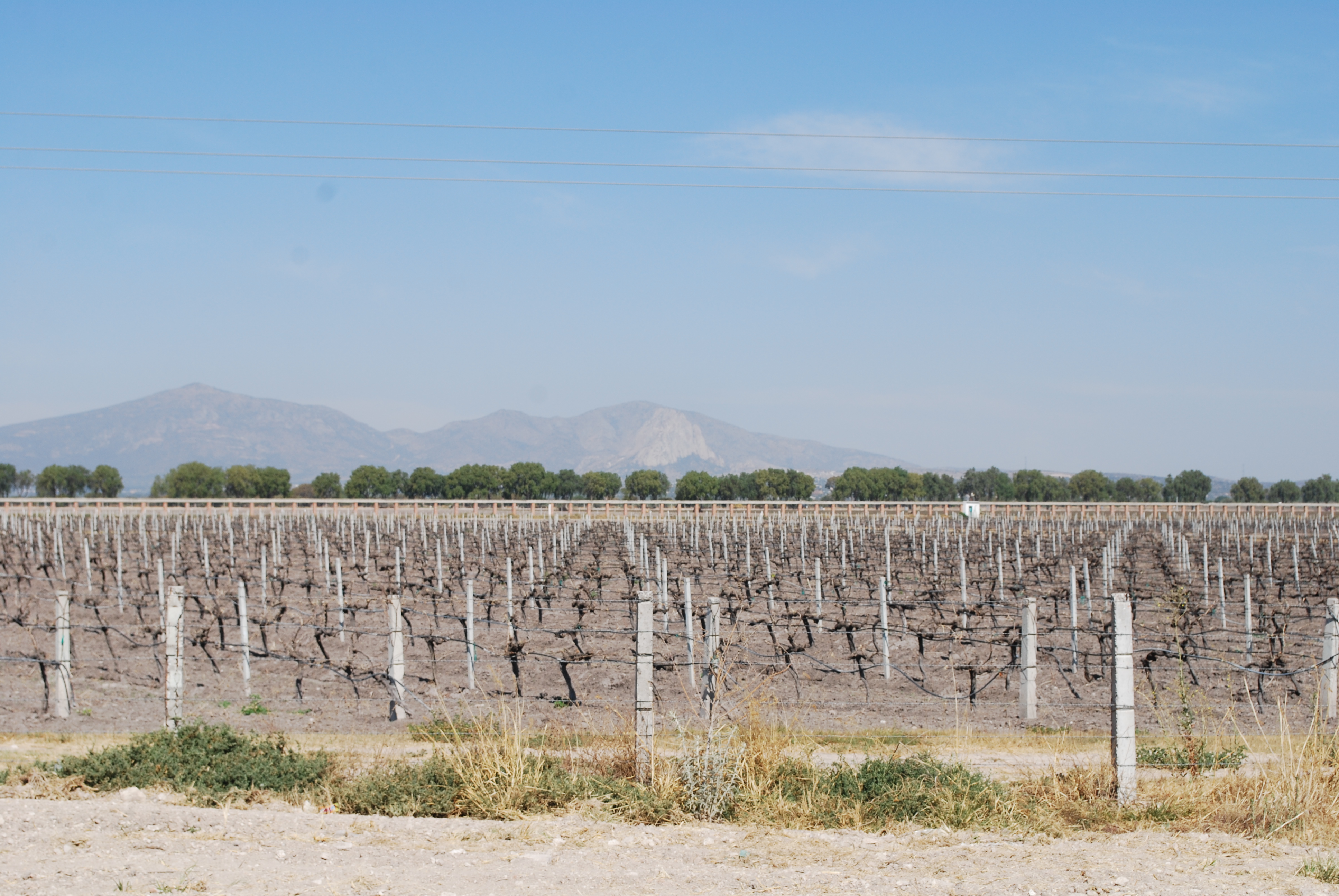Vigneto a Cava, Spagna