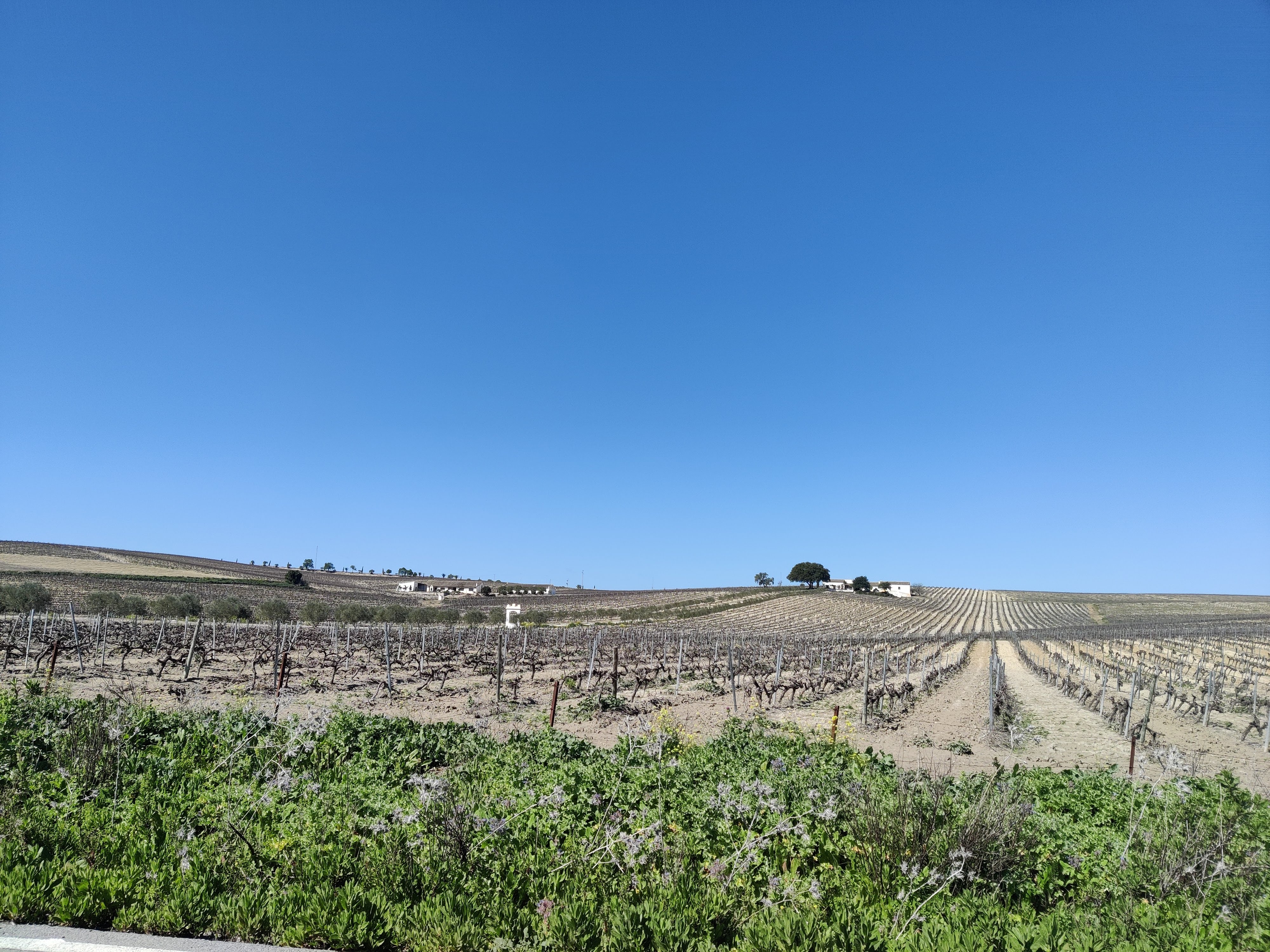 Vigneto a Jerez, Spagna