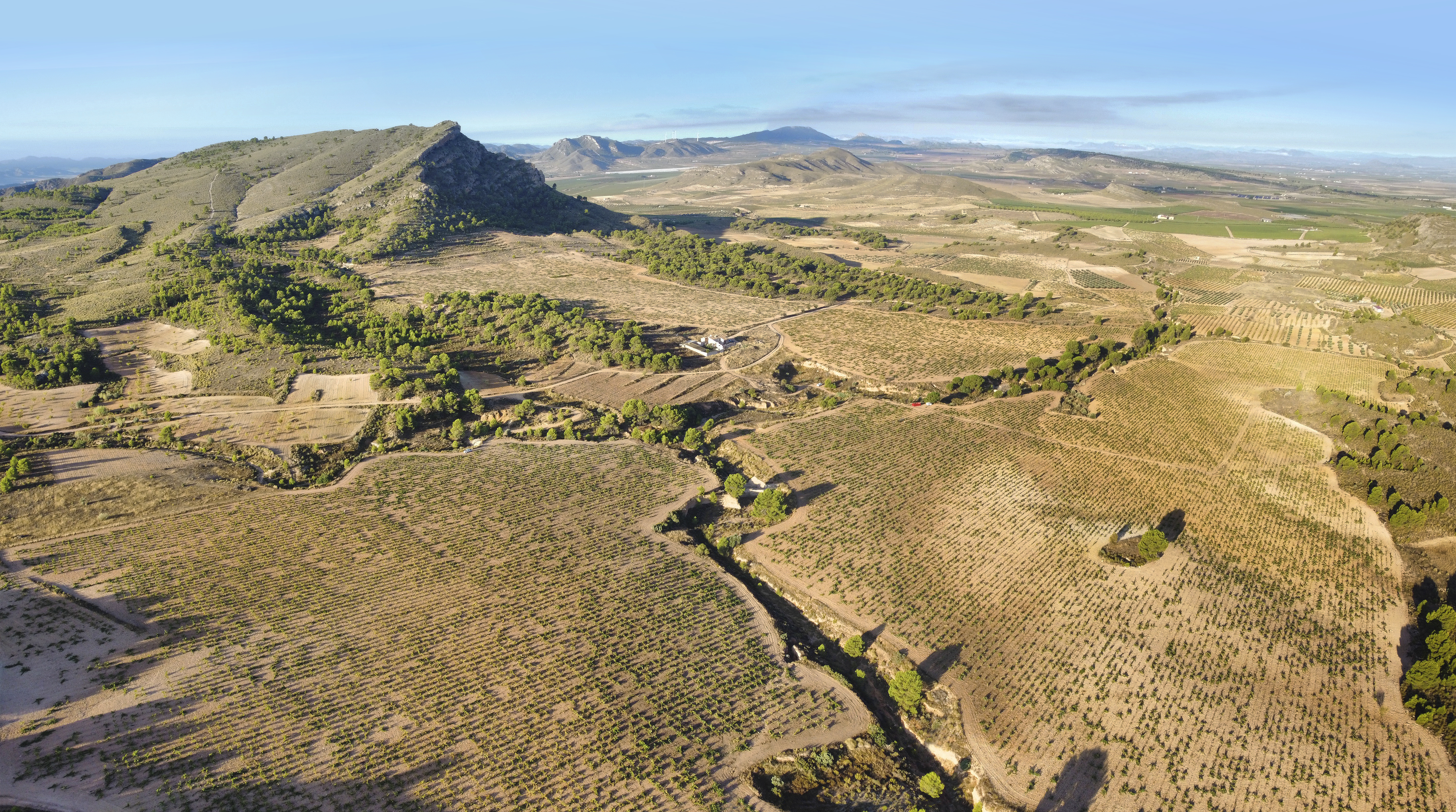 Vigneto a Jumilla, Spagna