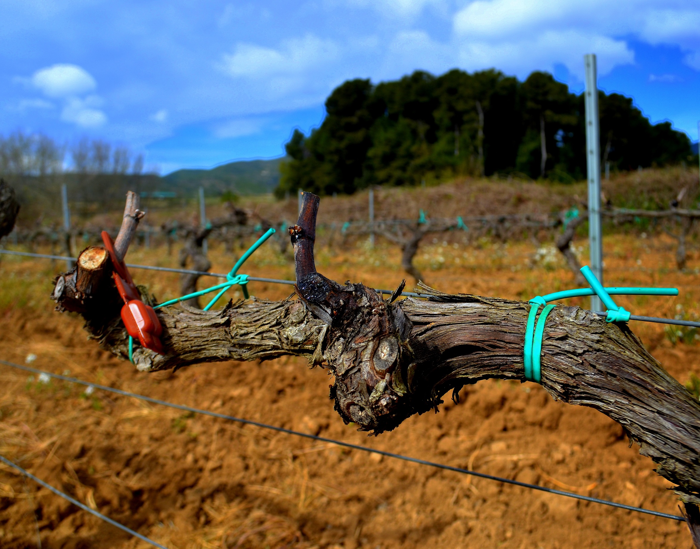 Vigneto a Penedes, Spagna