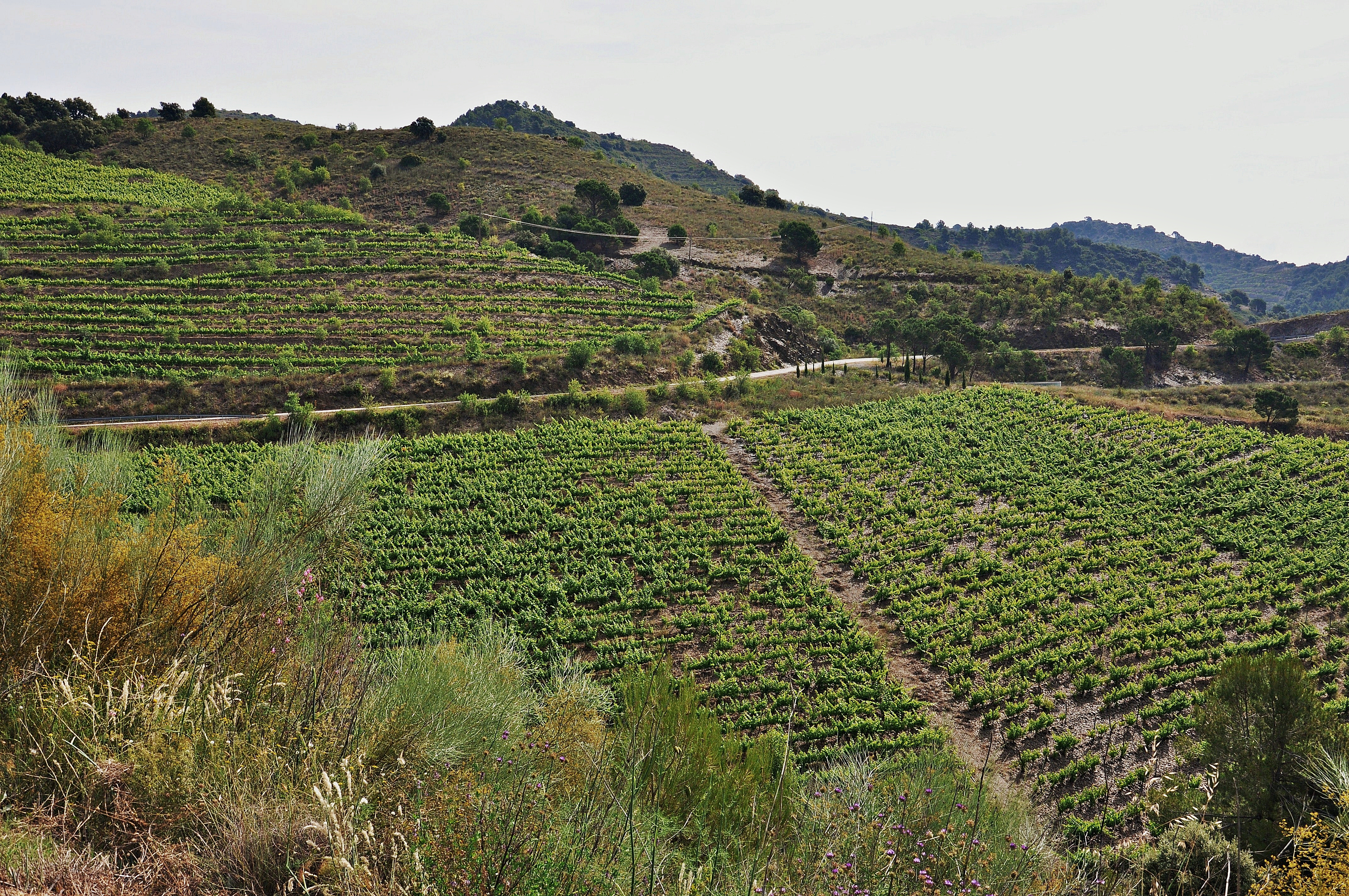 Vigneto a Priorat, Spagna
