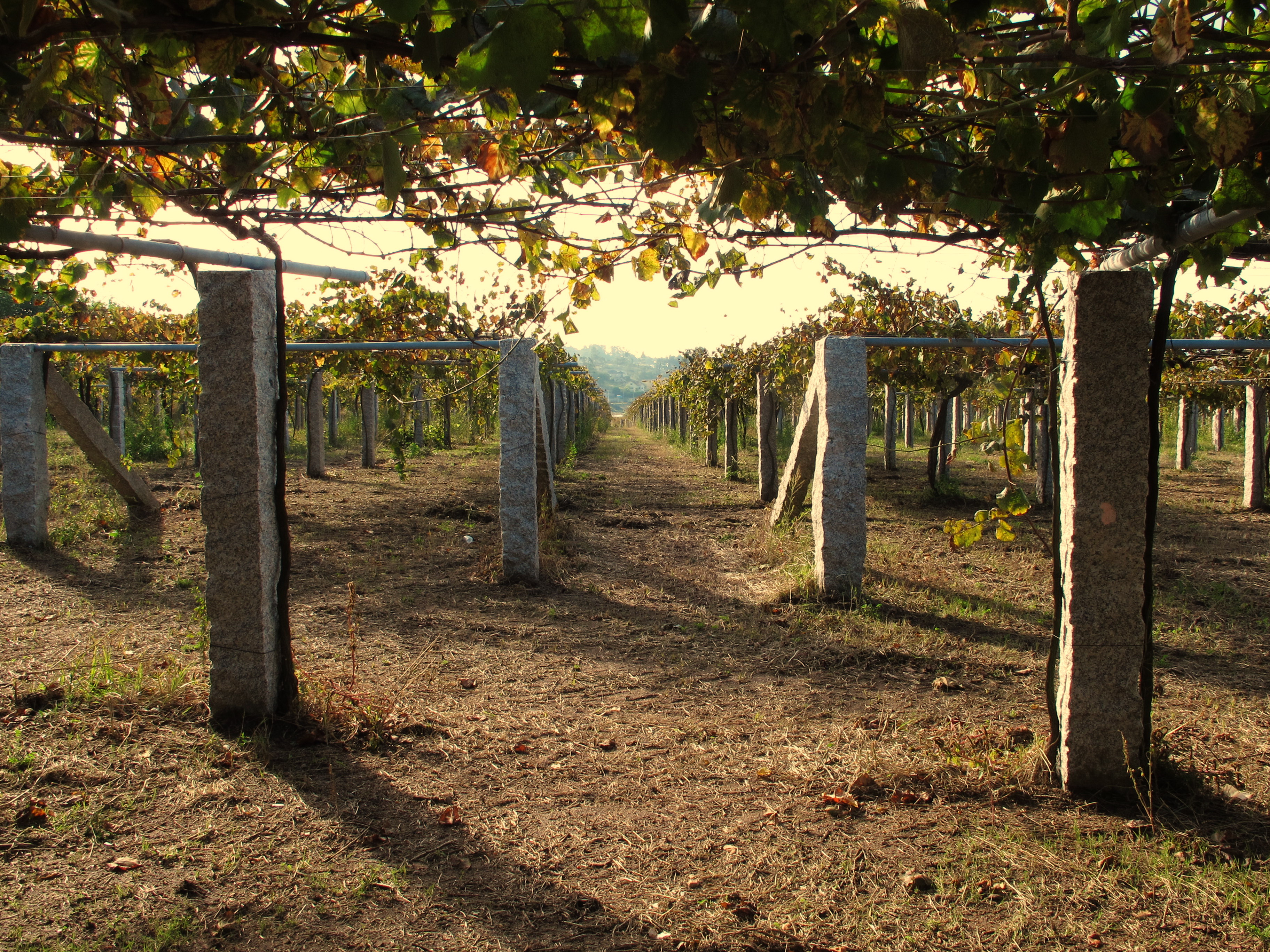 Vigneto a Rias Baixas, Spagna