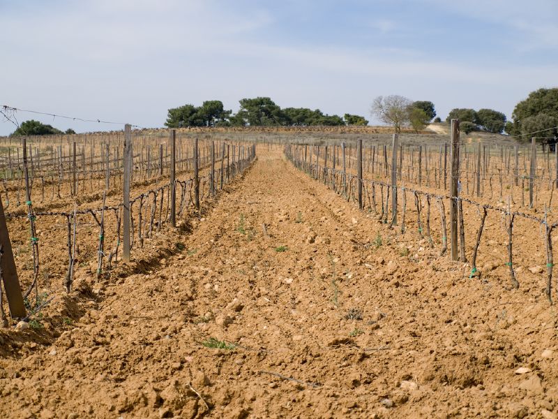 Vigneto a Ribera del Duero, Spagna
