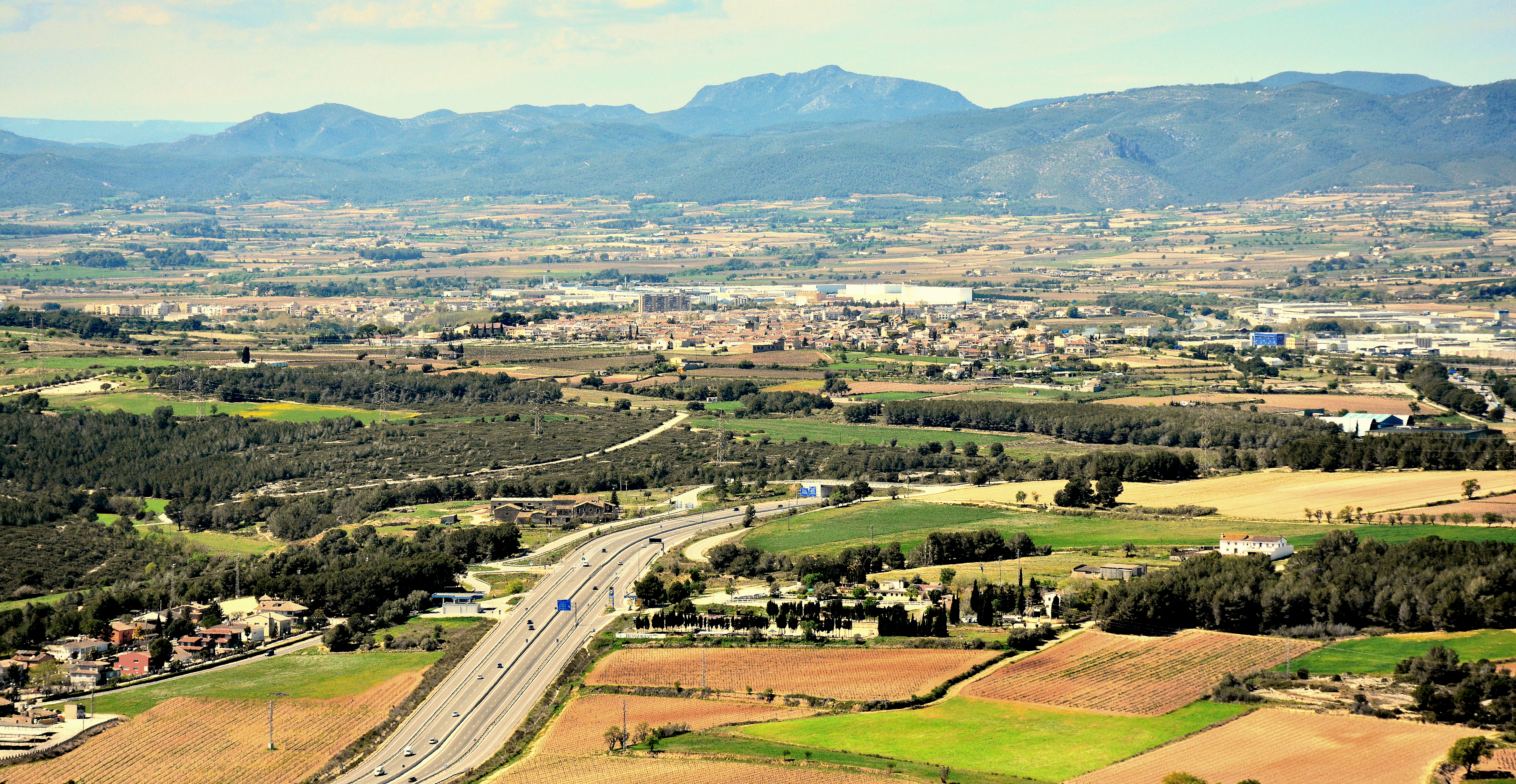 Vigneto in Spagna