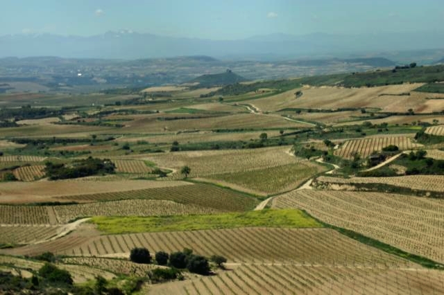 Vigneto a Rioja, Spagna