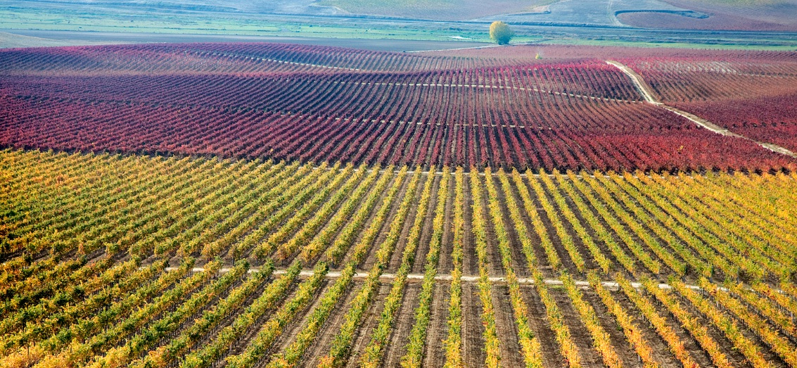 Vigneto a Rueda, Spagna