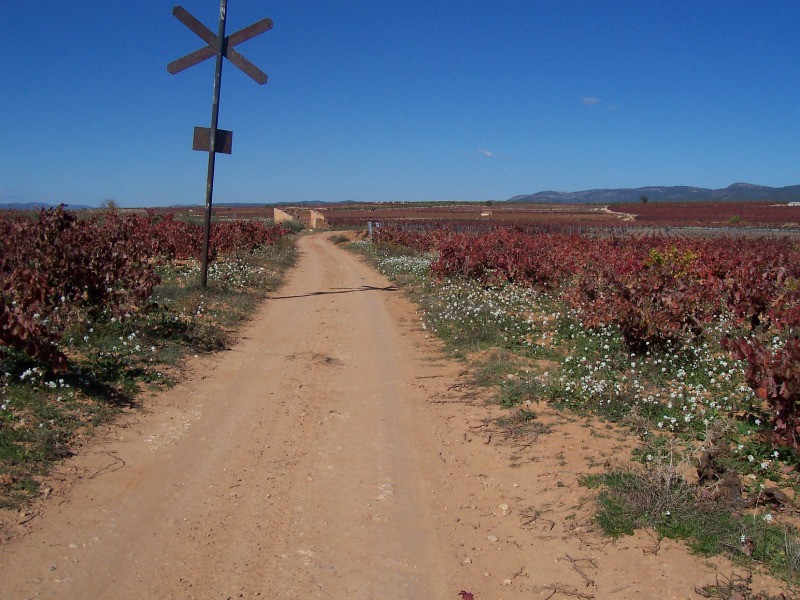 Vigneto a Utiel-Requena, Spagna