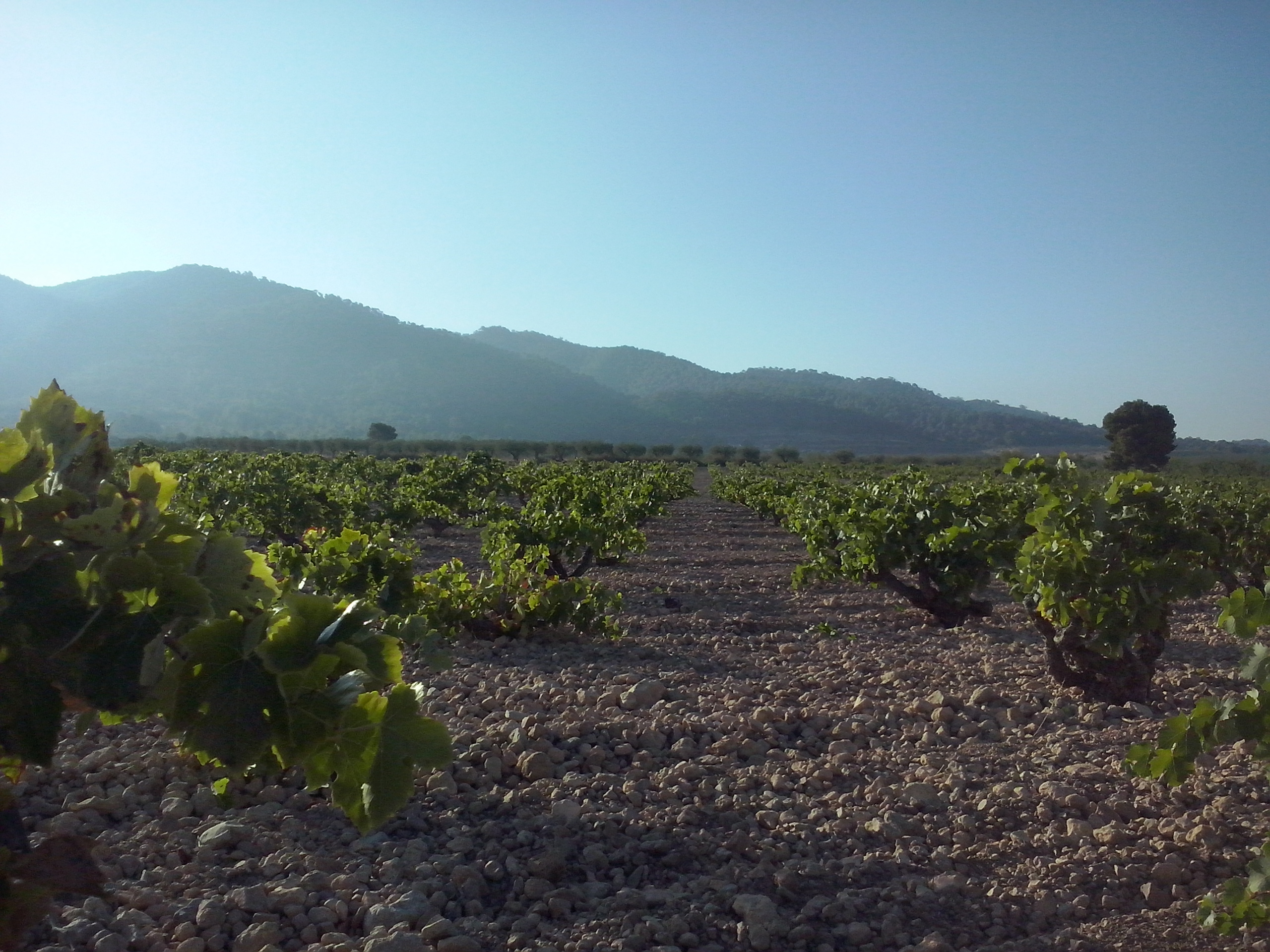 Vigneto a Yecla, Spagna