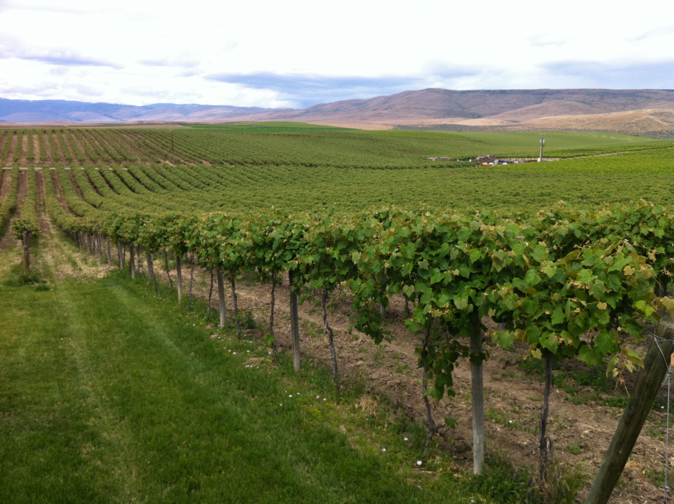 Vigneto a Washington State, Stati Uniti