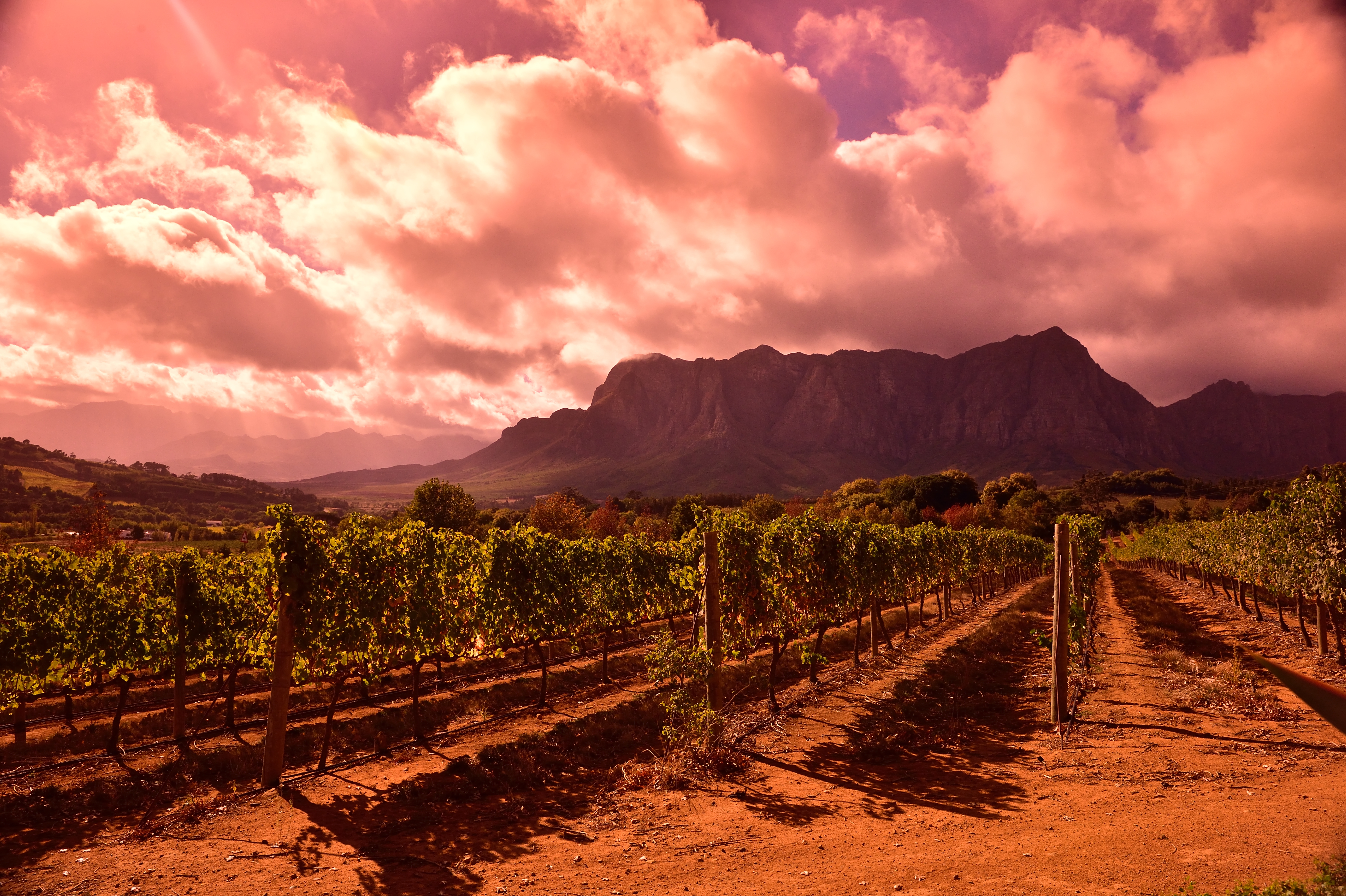 Vigneto a Western Cape, Sudafrica