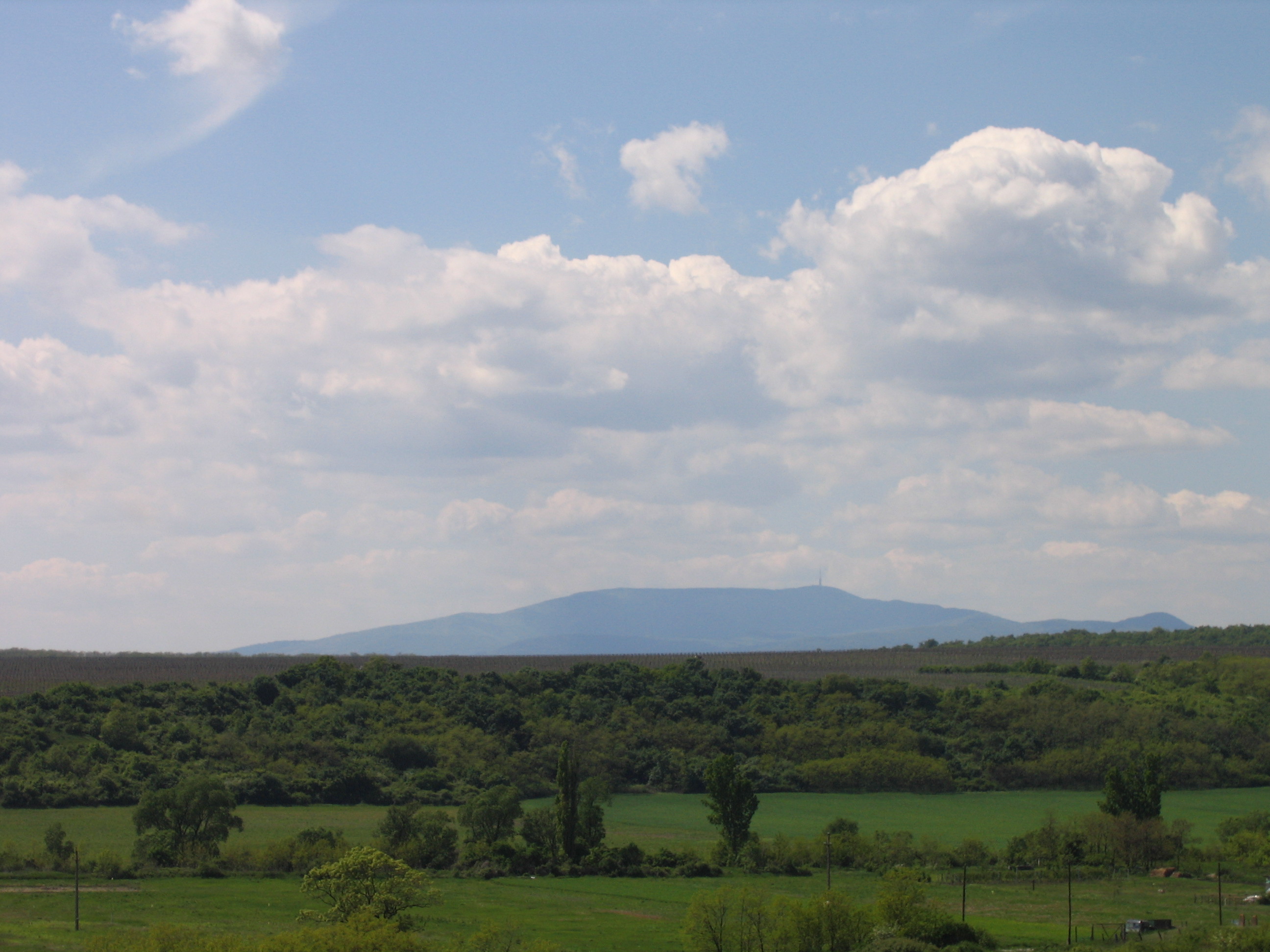 Vigneto in Ungheria