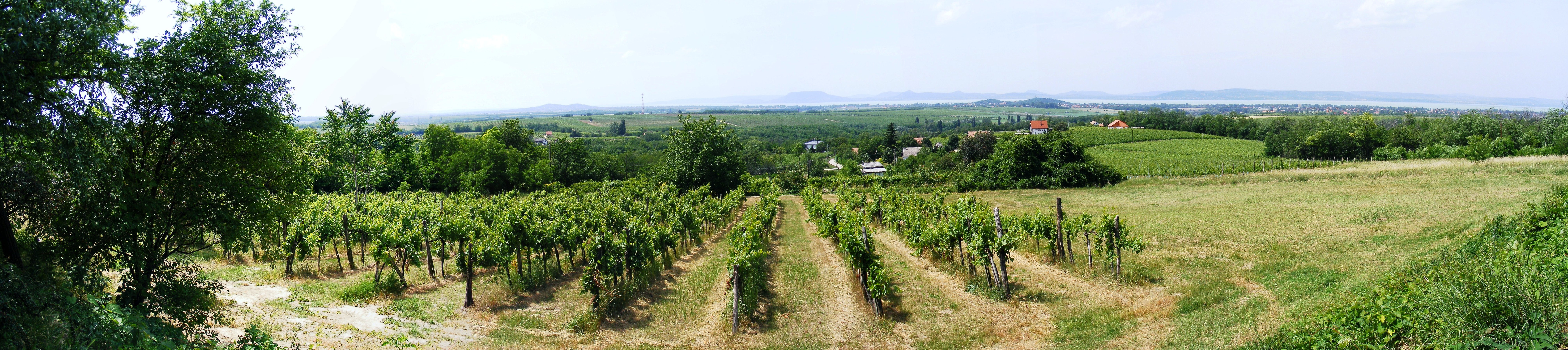 Vigneto a Balaton, Ungheria