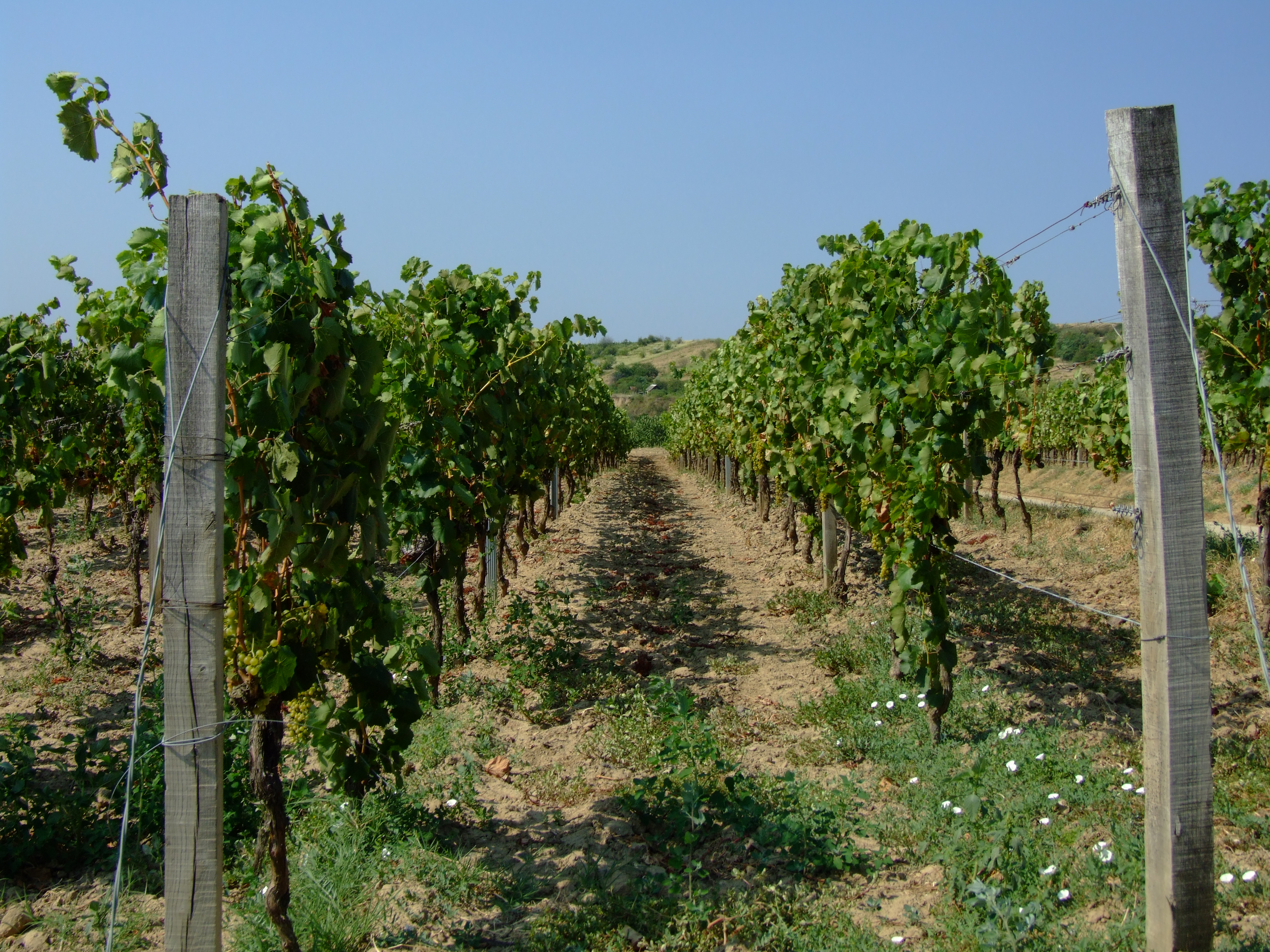Vigneto in Ungheria