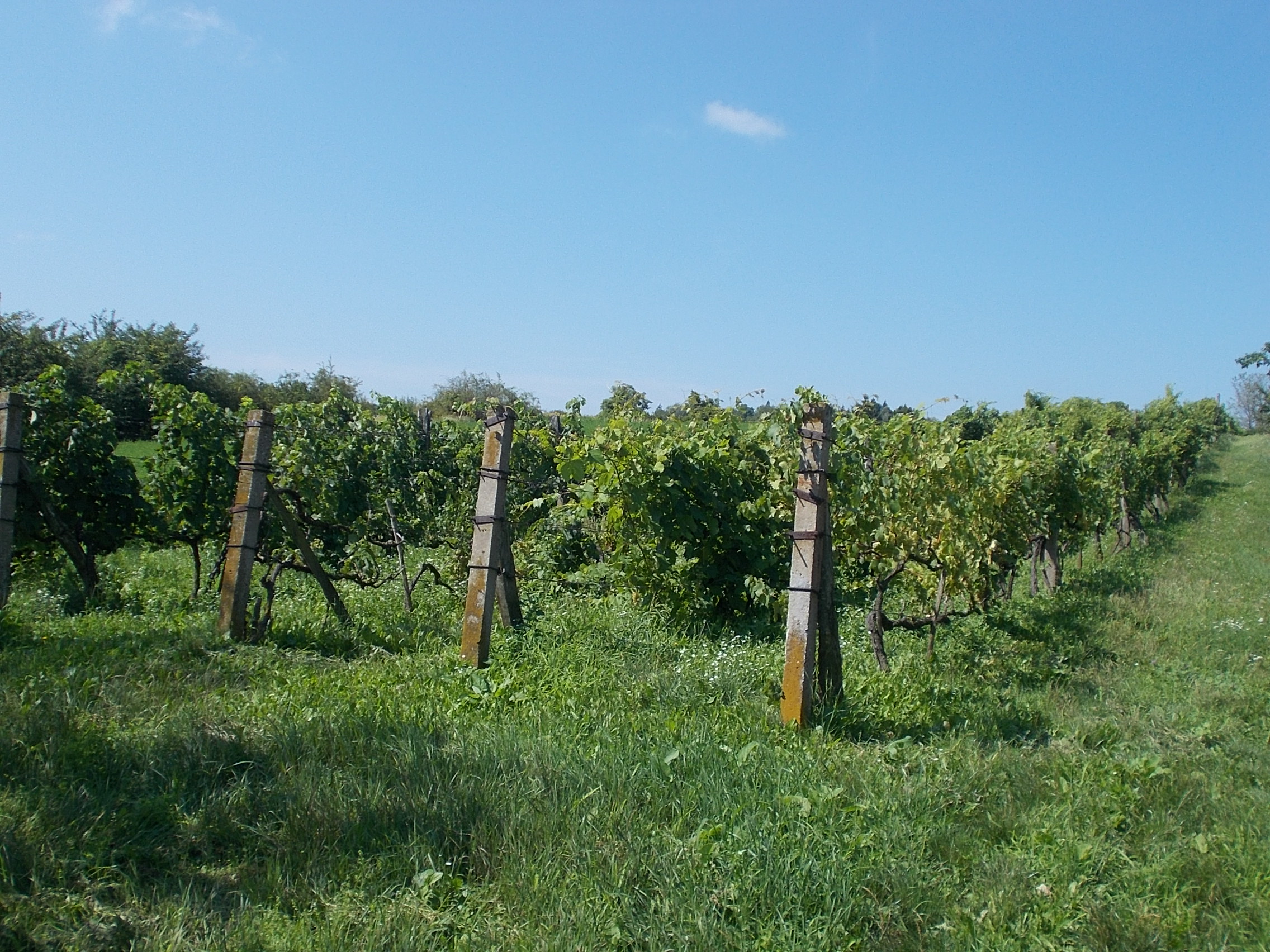 Vigneto in Ungheria
