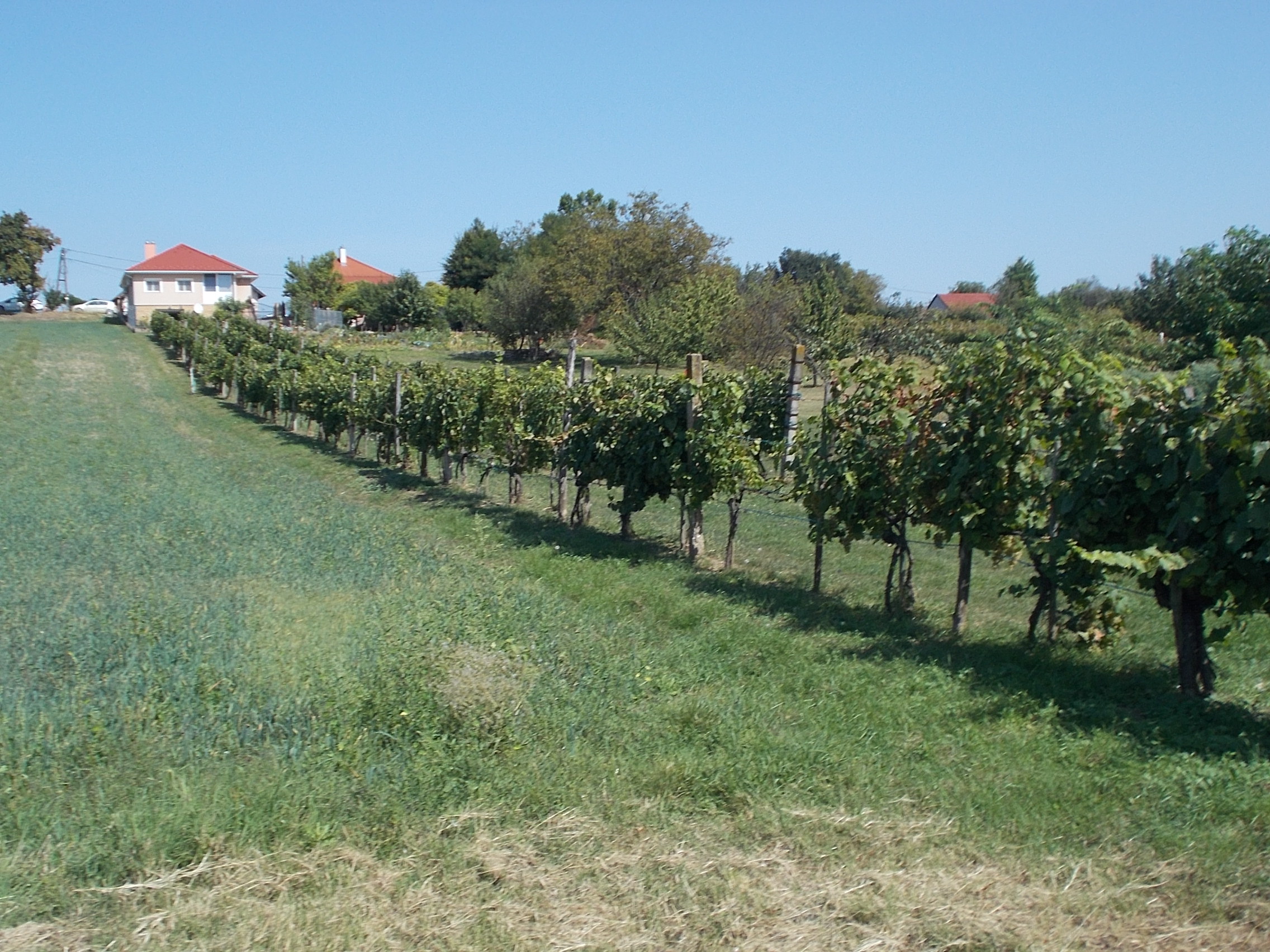 Vigneto a Eszak-Dunantul, Ungheria