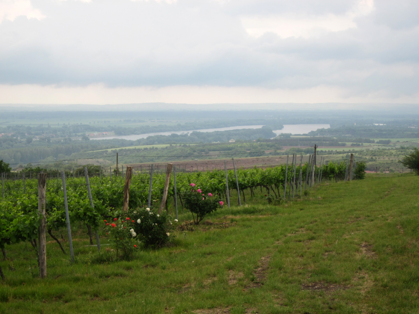 Vigneto in Ungheria