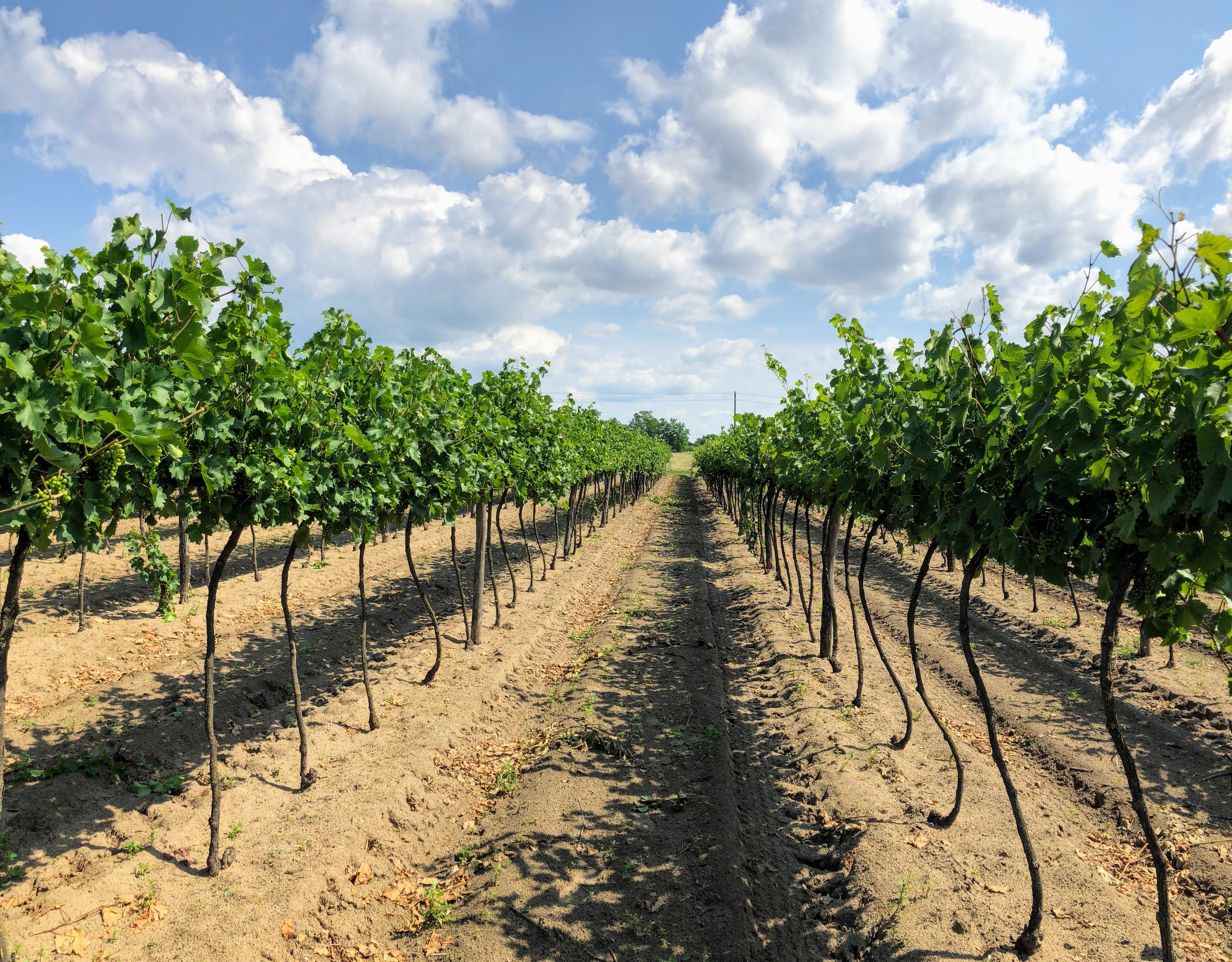 Vigneto a Eszak-Magyarorszag - Tokaj-Eger, Ungheria