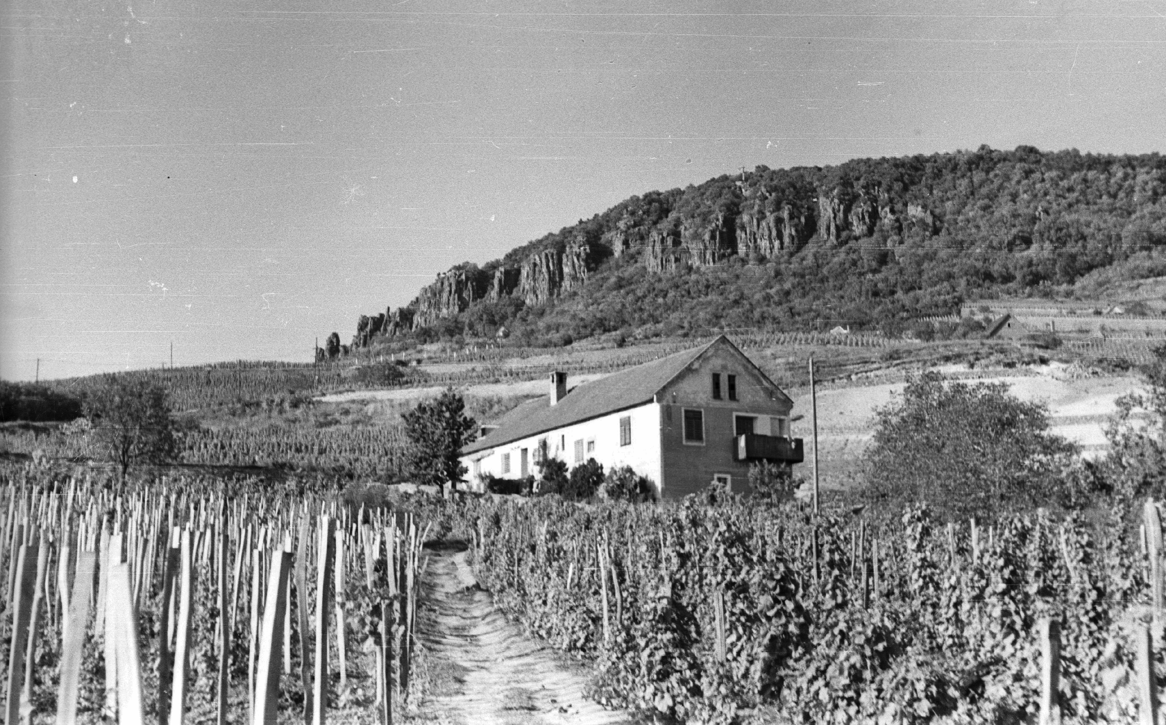 Vigneto a Felso-Duna-Videk, Ungheria