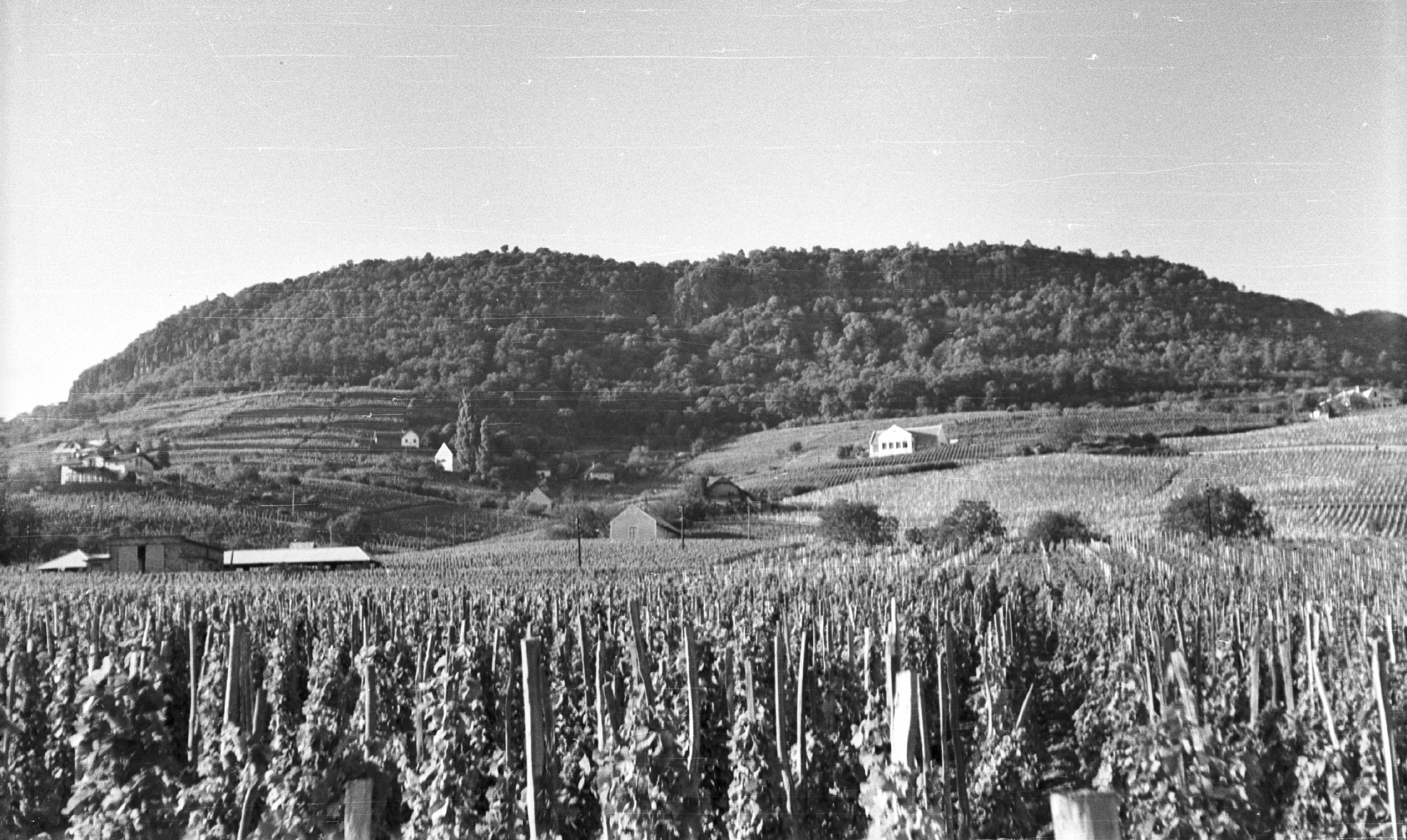 Vigneto in Ungheria