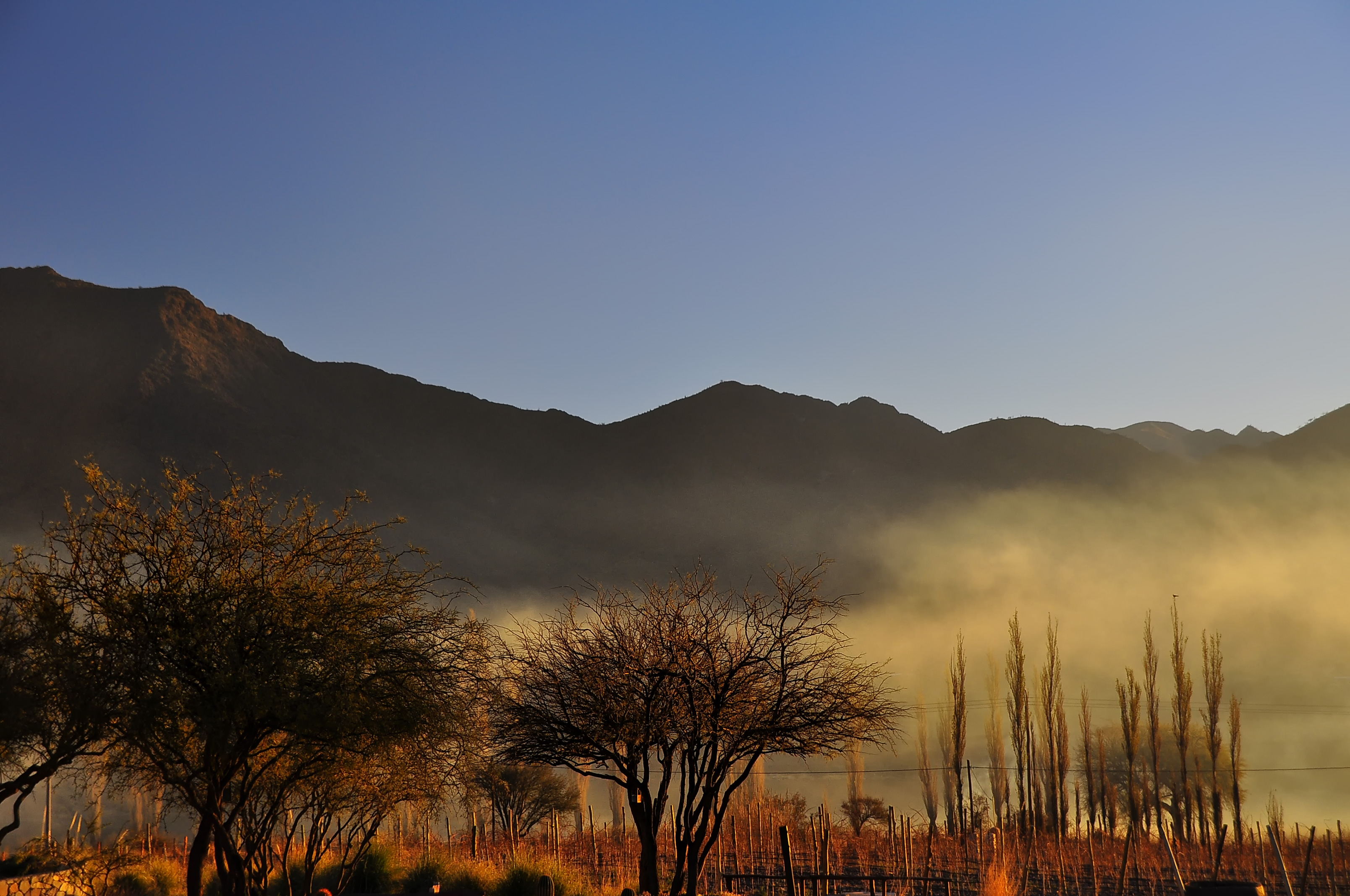 Vigneto in Argentina