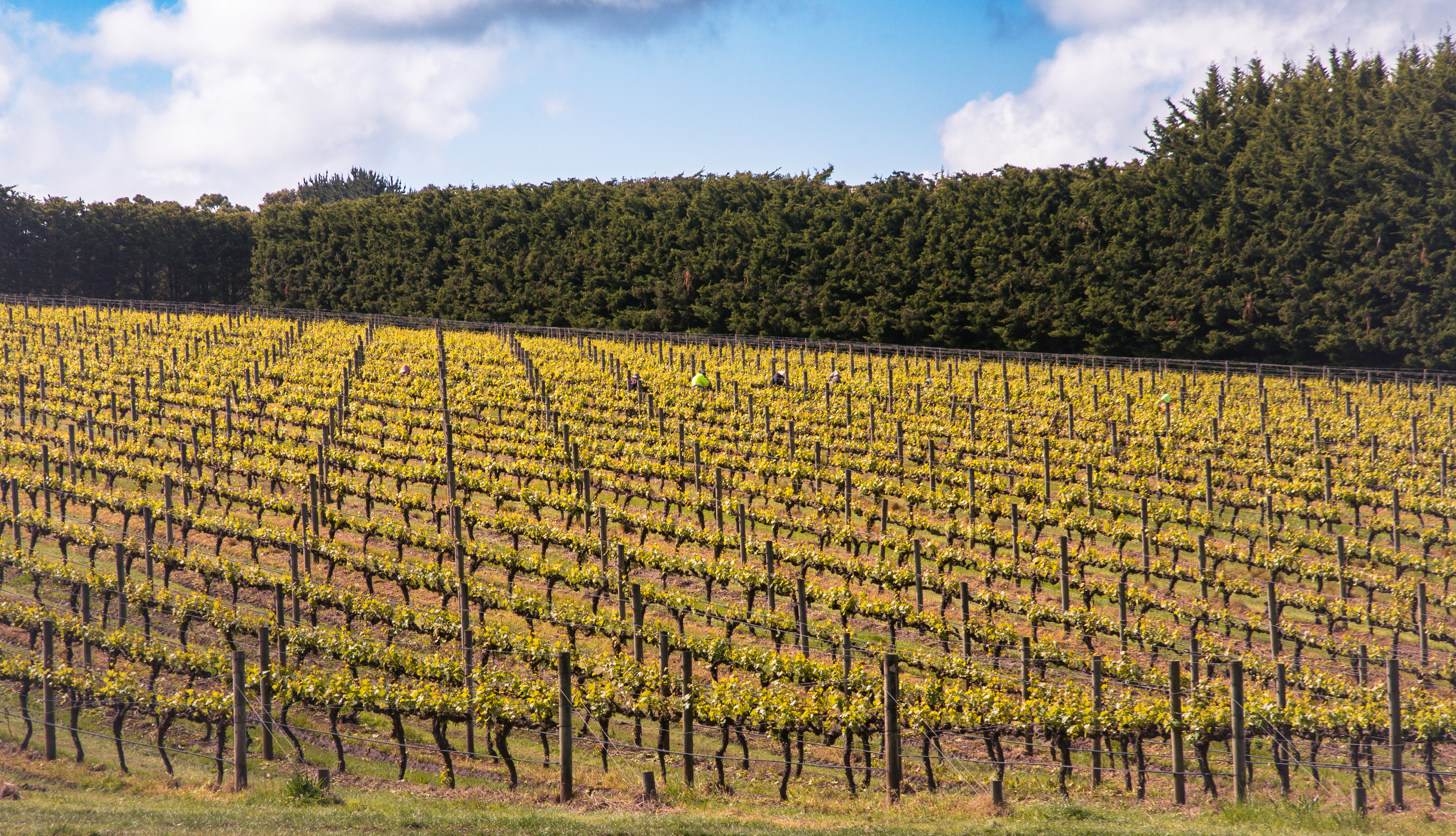 Vigneto in Australia