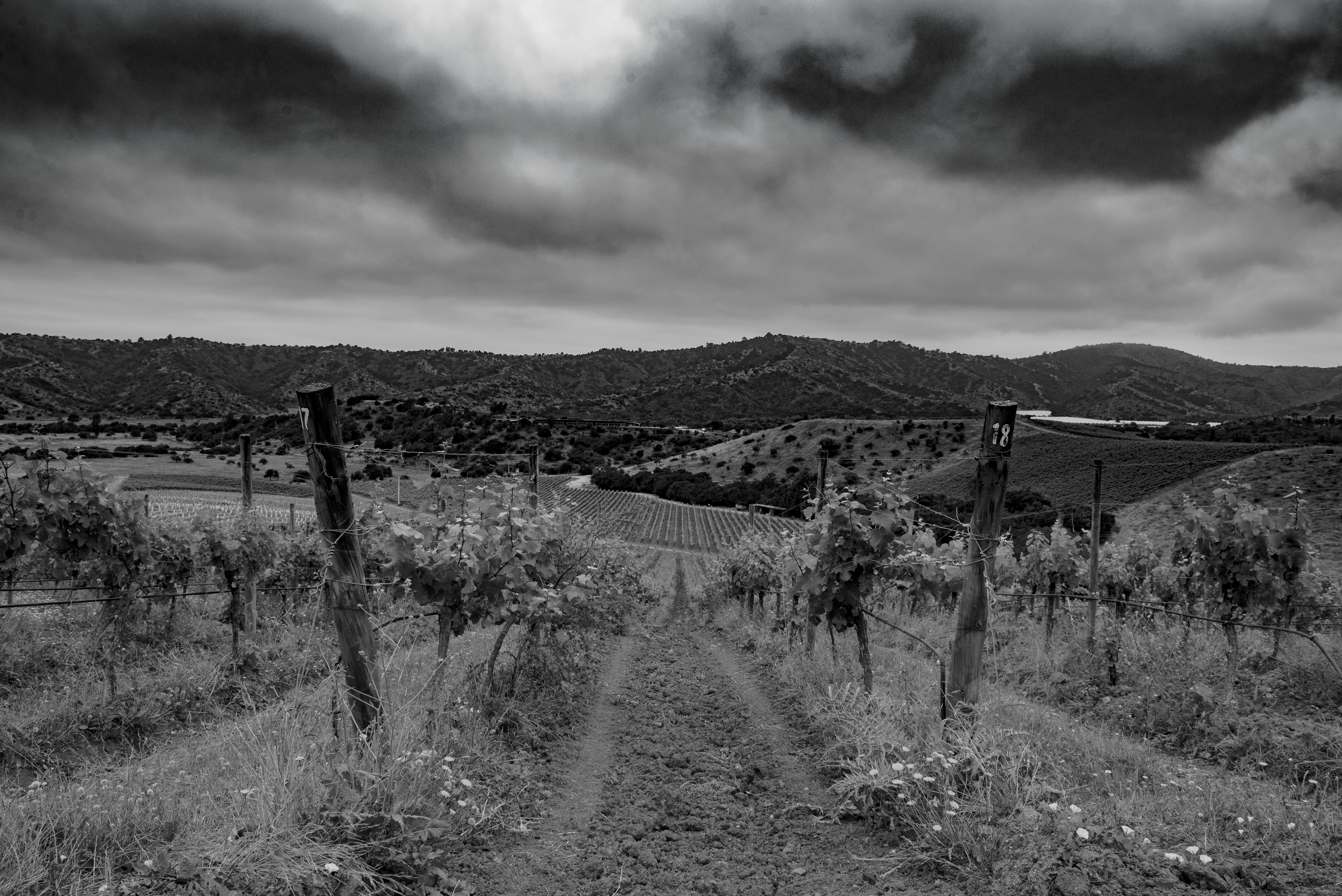 Vigneto in Cile