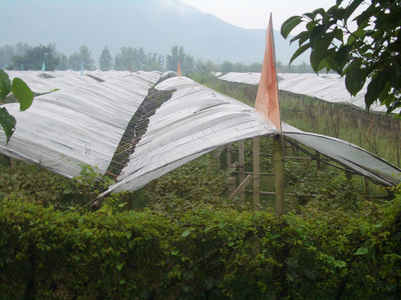 Vigneto in Cina