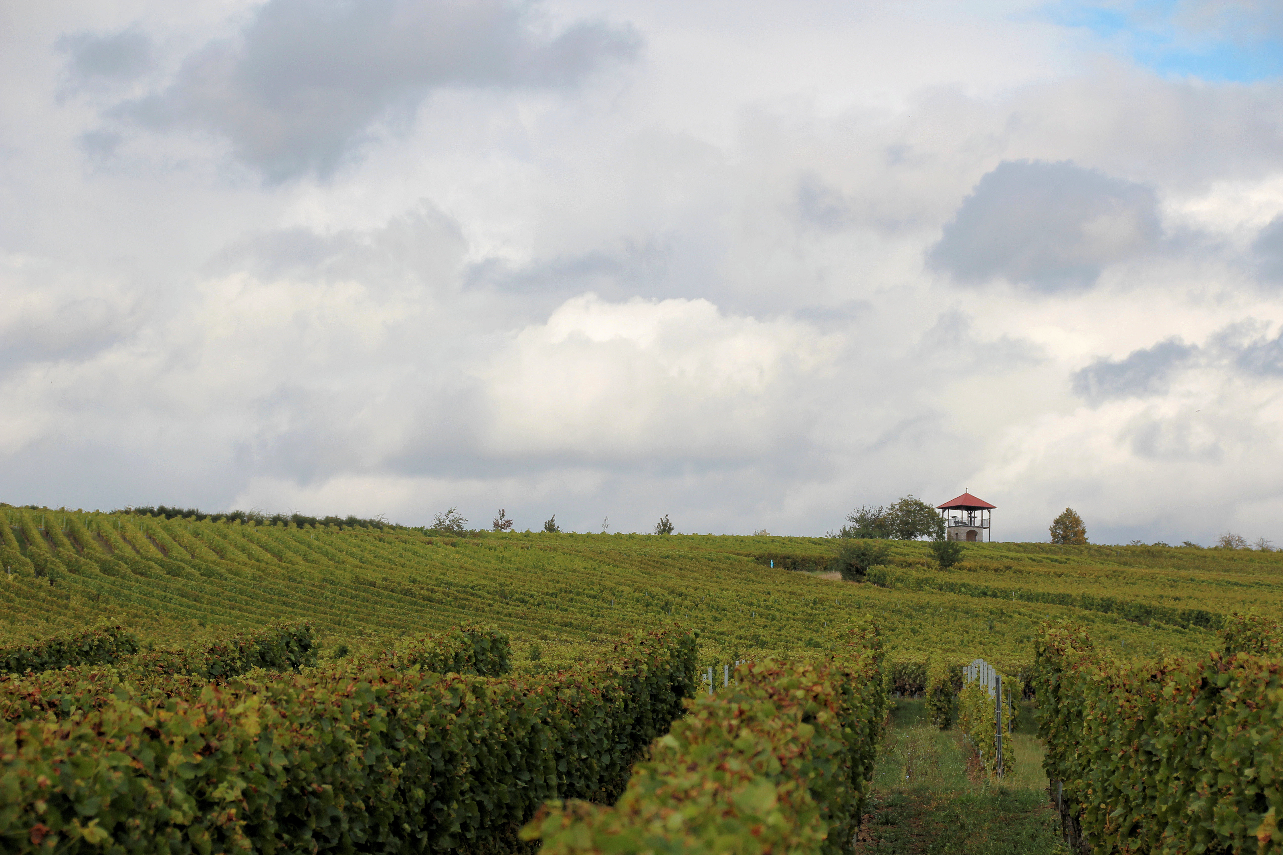 Vigneto in Germania