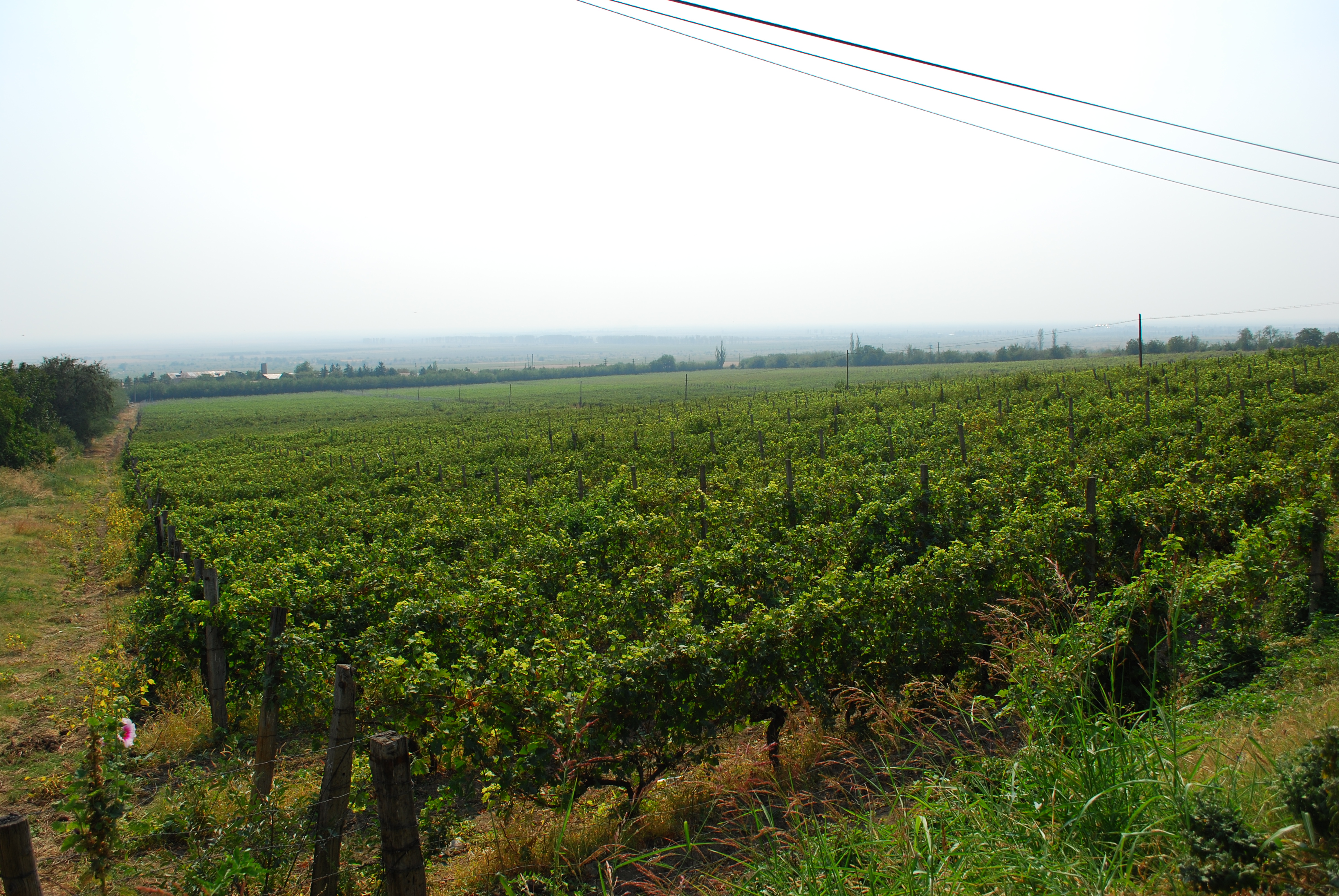 Vigneto in Romania