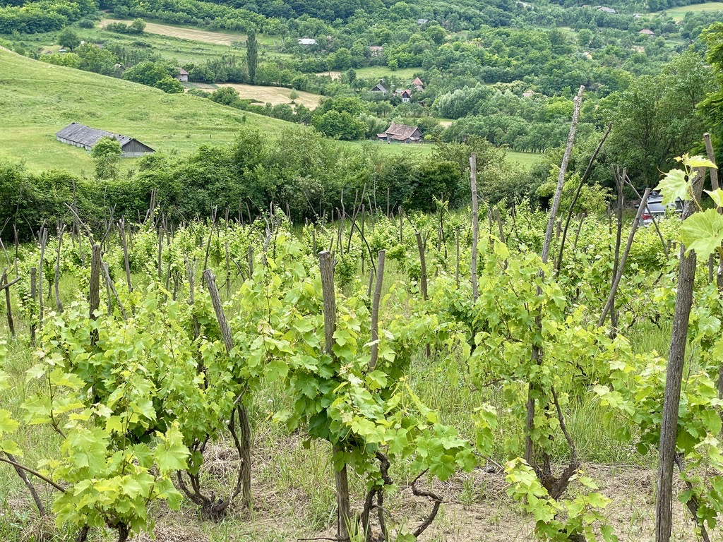 Vigneto in Romania