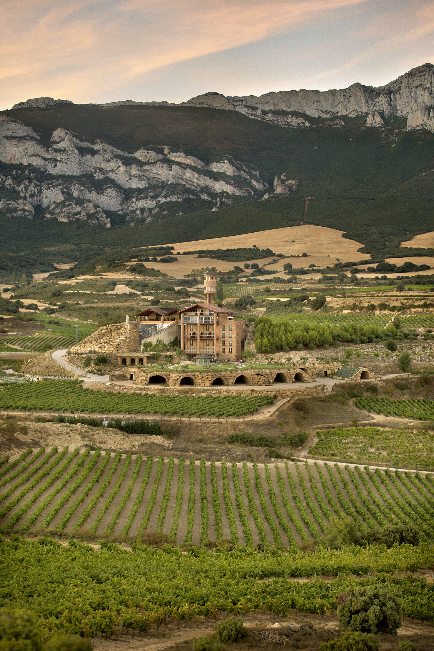 Vigneto in Spagna