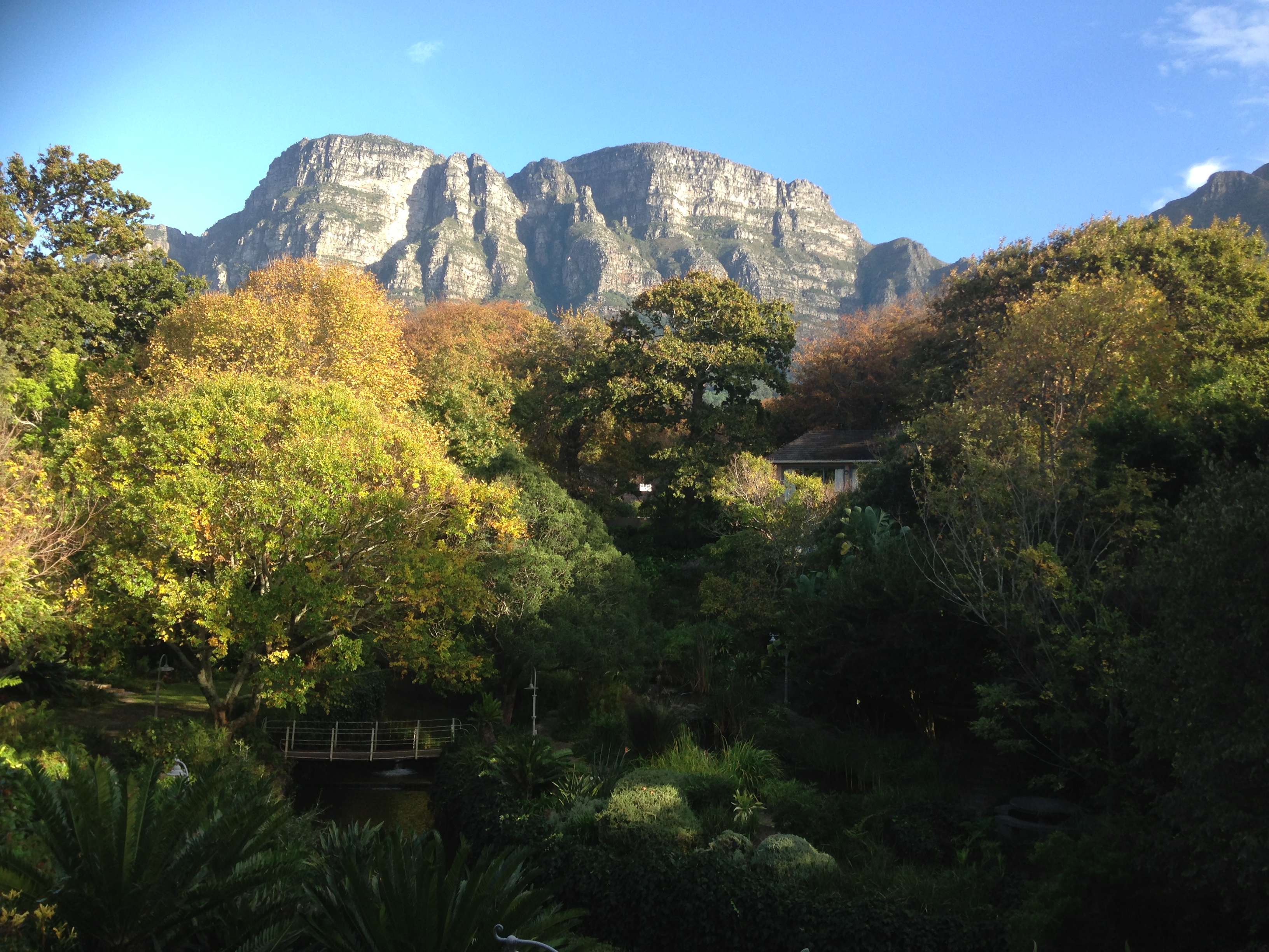 Vigneto in Sudafrica