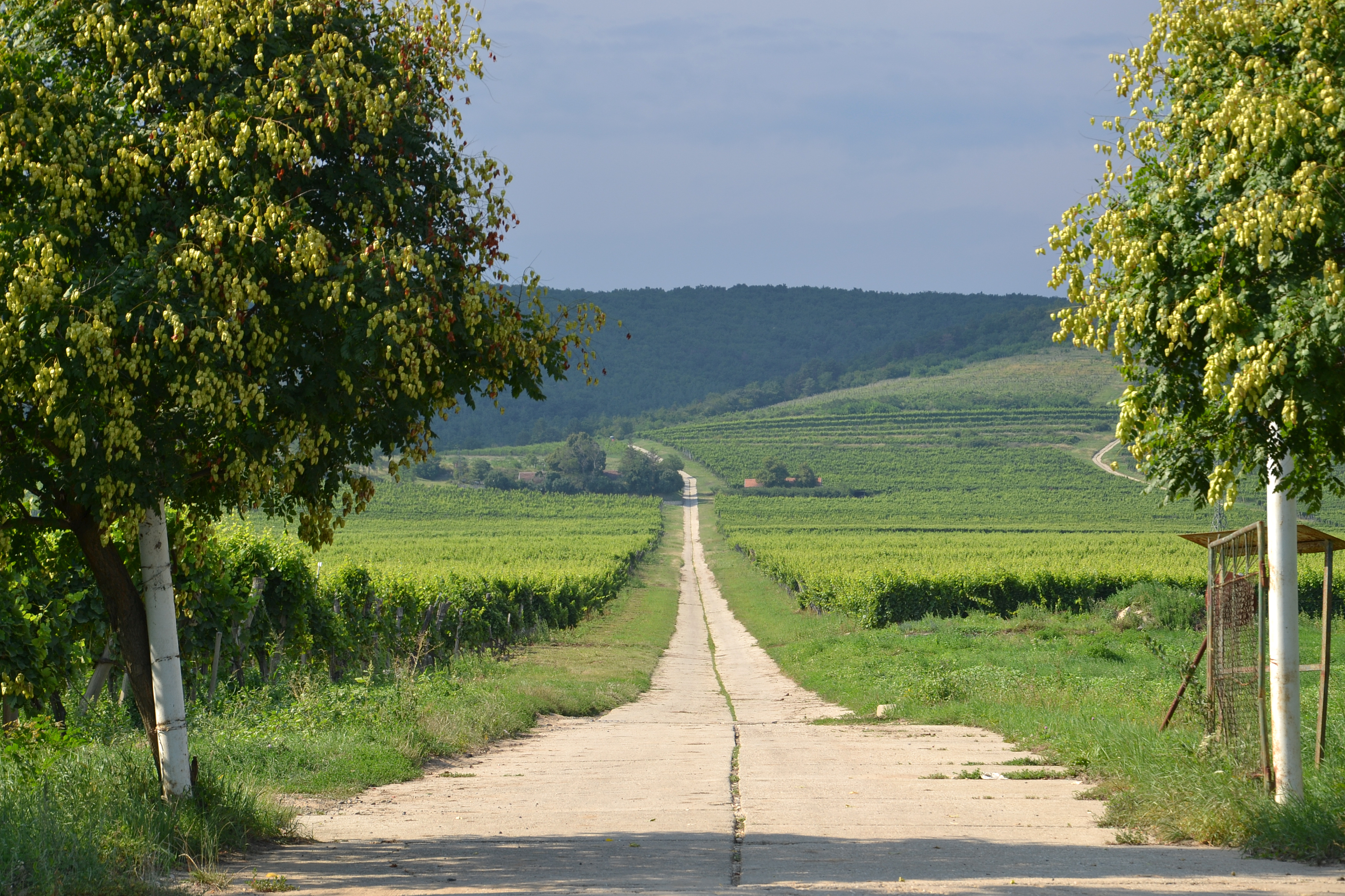 Vigneto in Ungheria