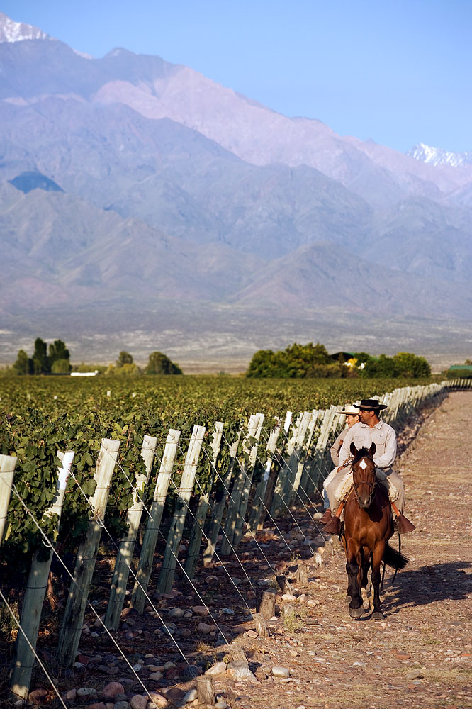 Vigneto in Argentina