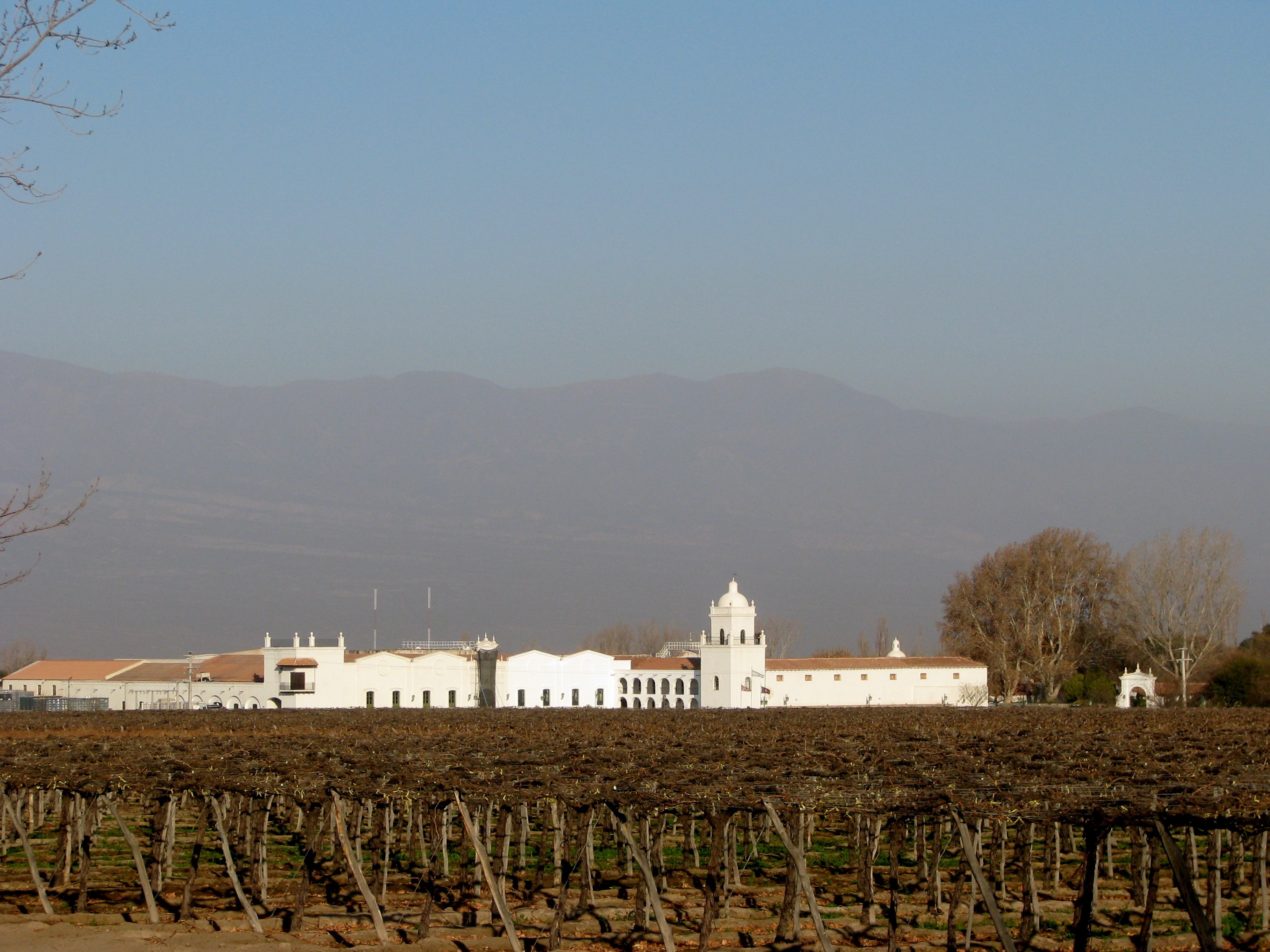 Vigneto in Argentina