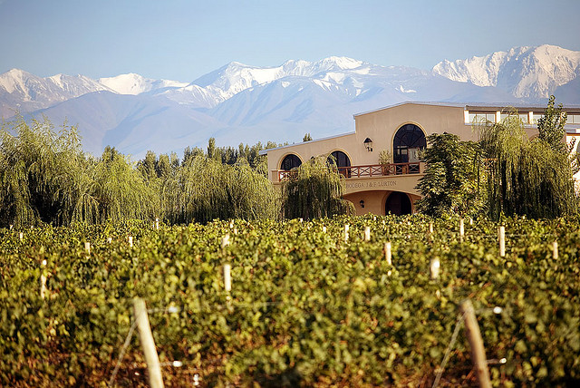 Vigneto in Argentina