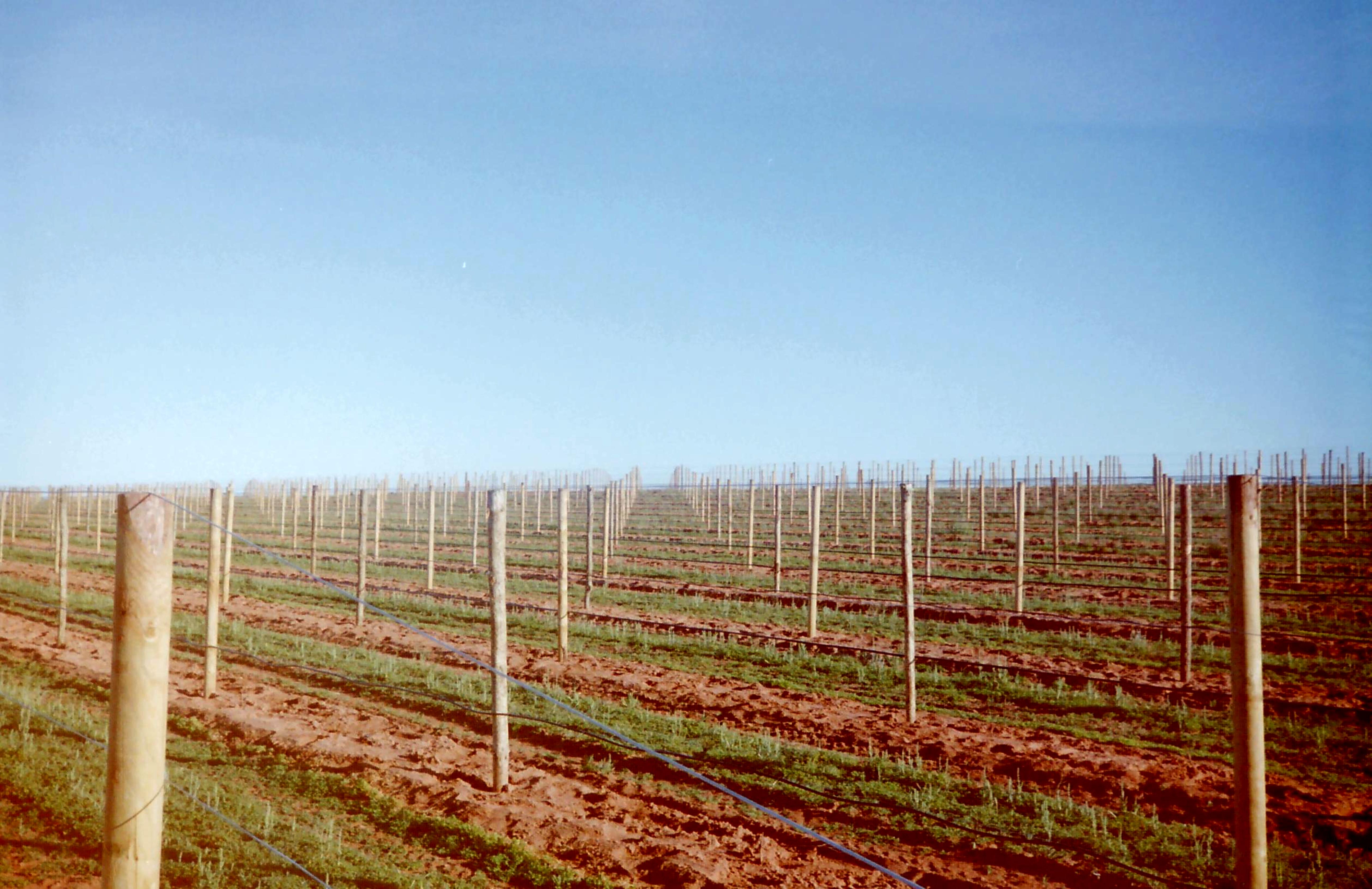 Vigneto in Australia