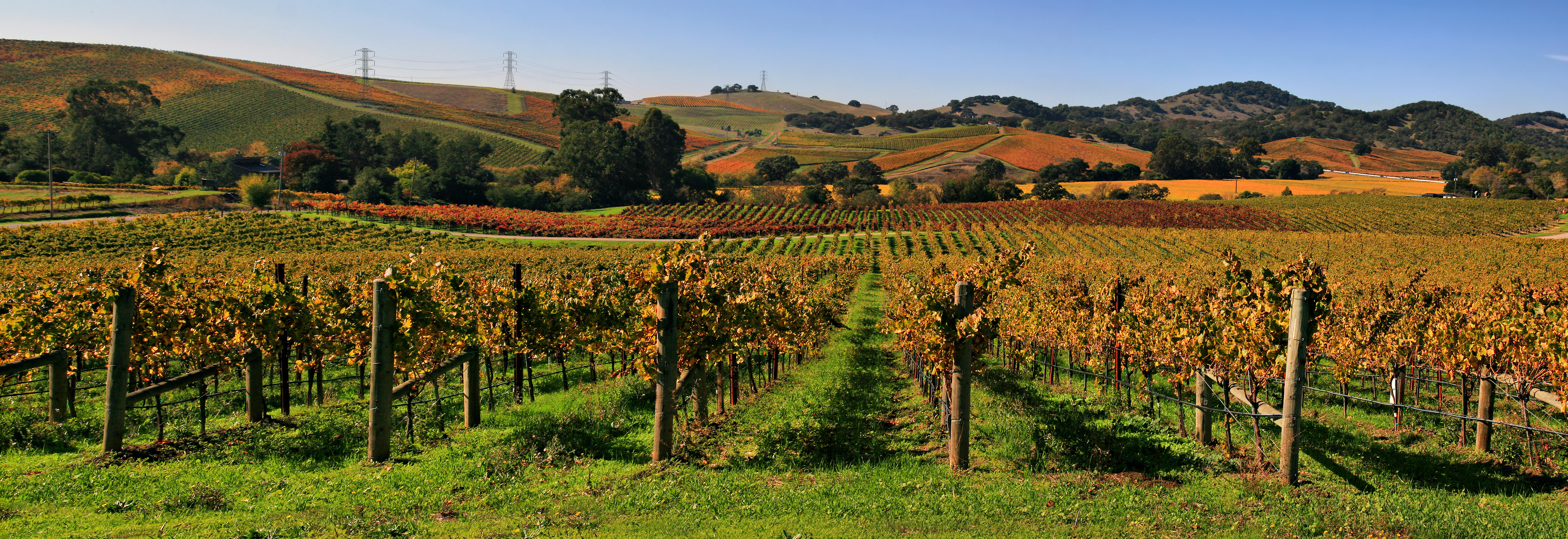 Vigneto in Stati Uniti