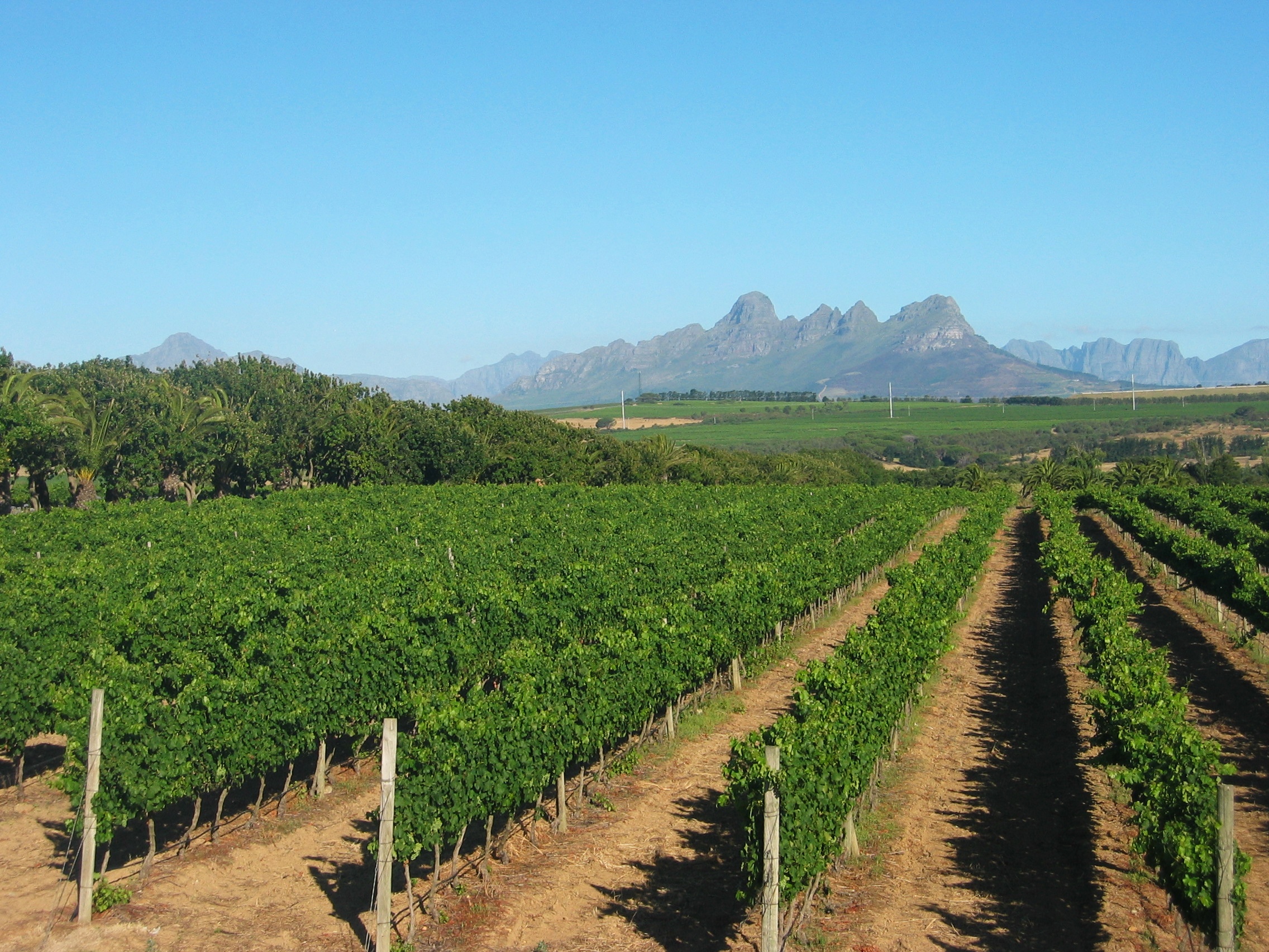 Vigneto in Sudafrica