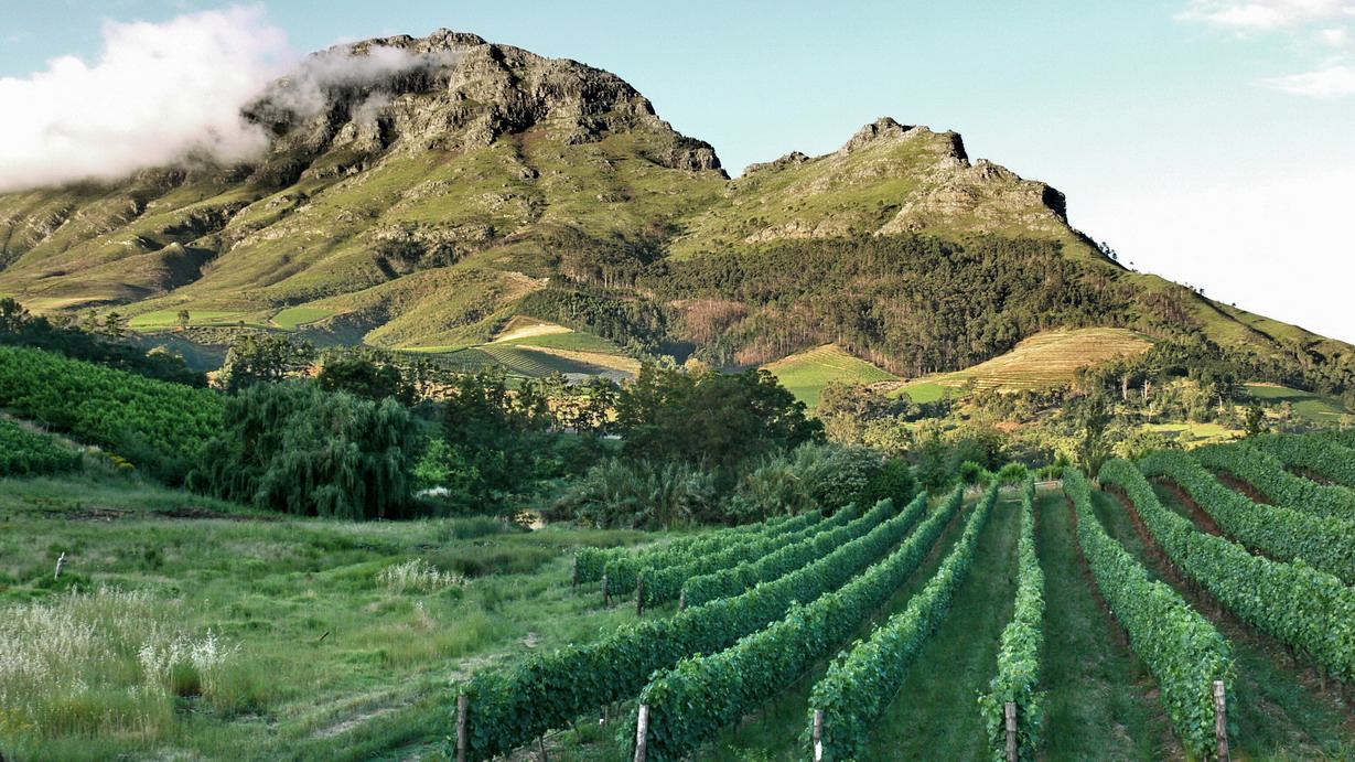 Vigneto in Sudafrica